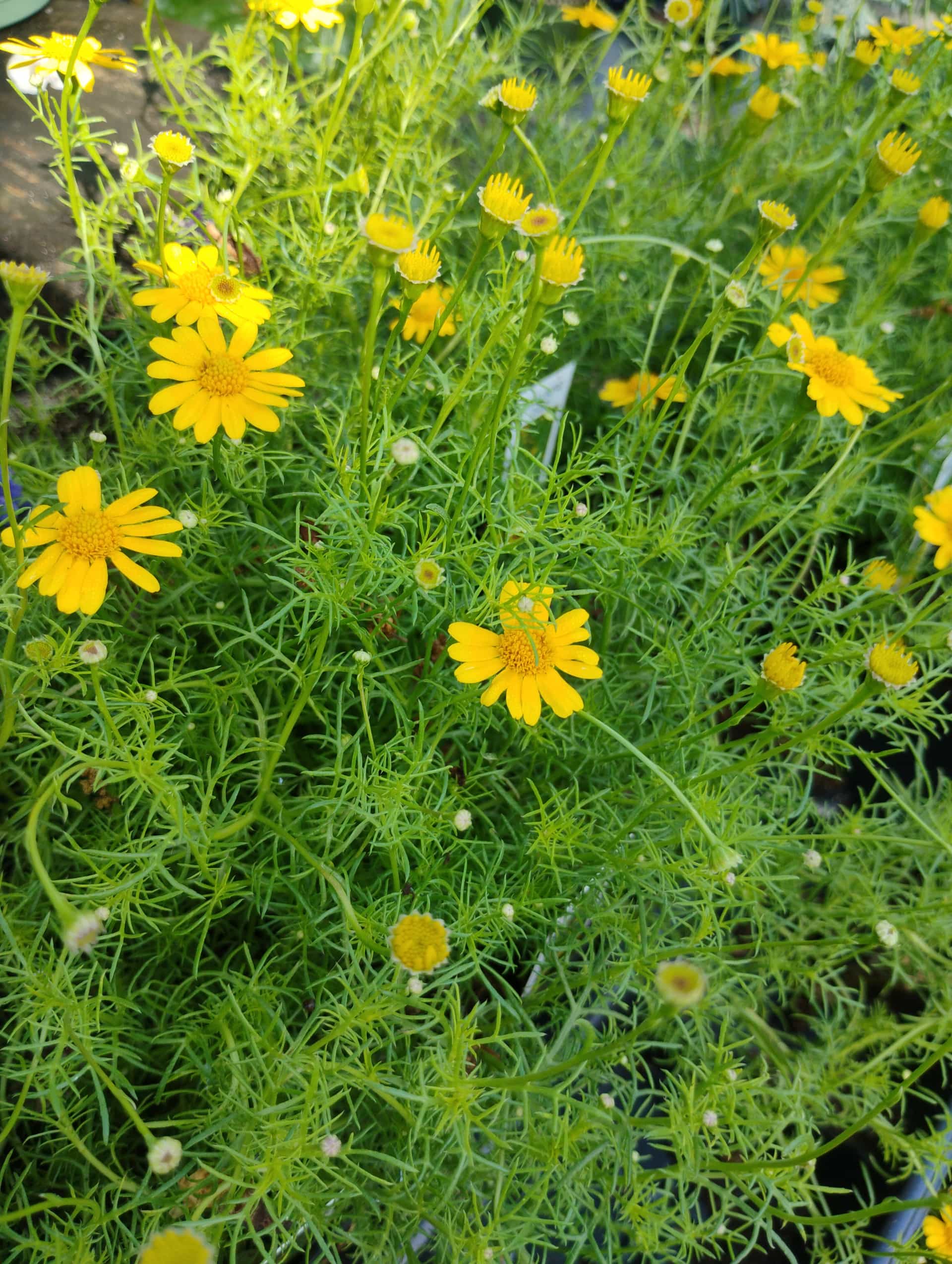 Dahlberg Daisy (Thymophylla tenuiloba), Annual