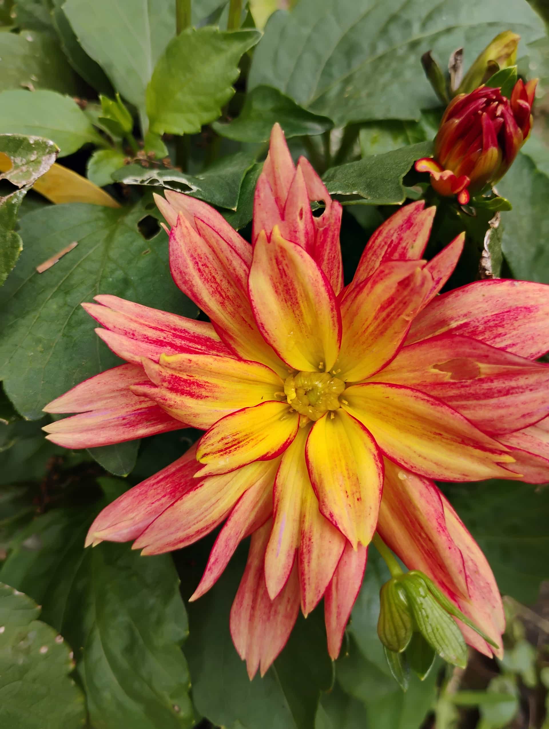 Dahlia, Perennial