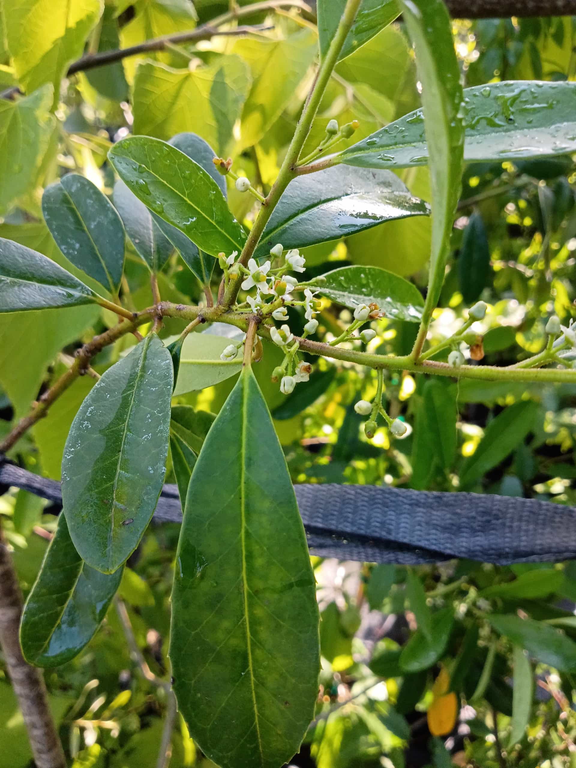 Dahoon Holly (Ilex cassine), Tree