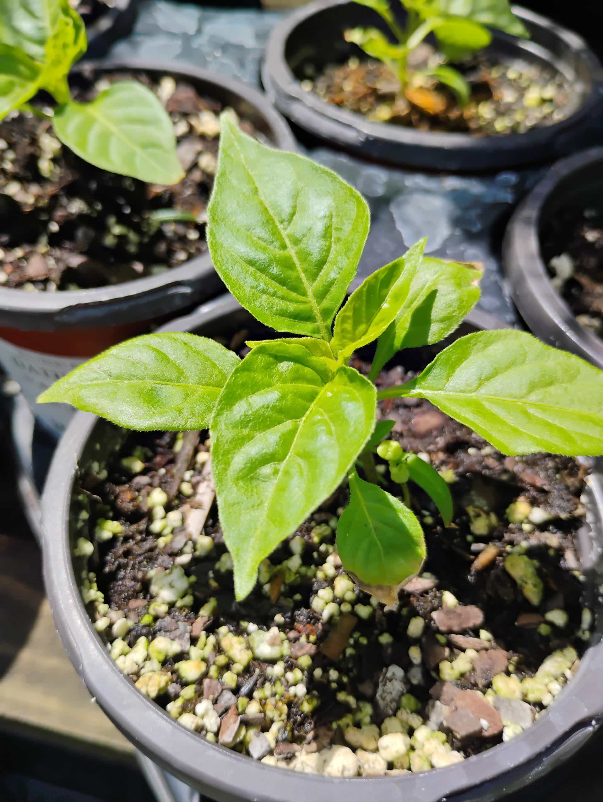 Datil Pepper (Capsicum chinense), Annual