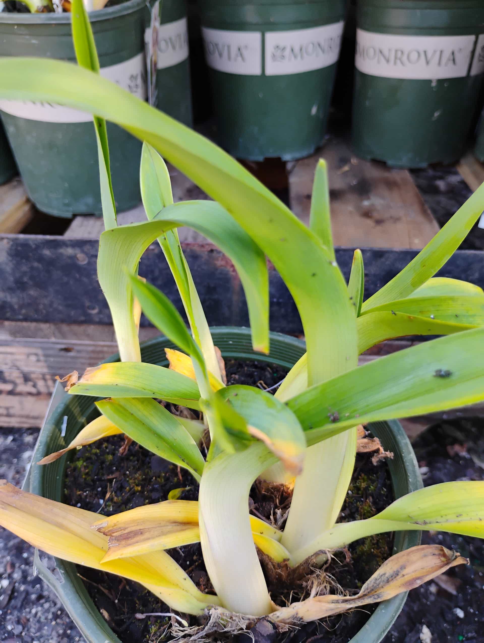 Daylily (Hemerocallis), Perennial