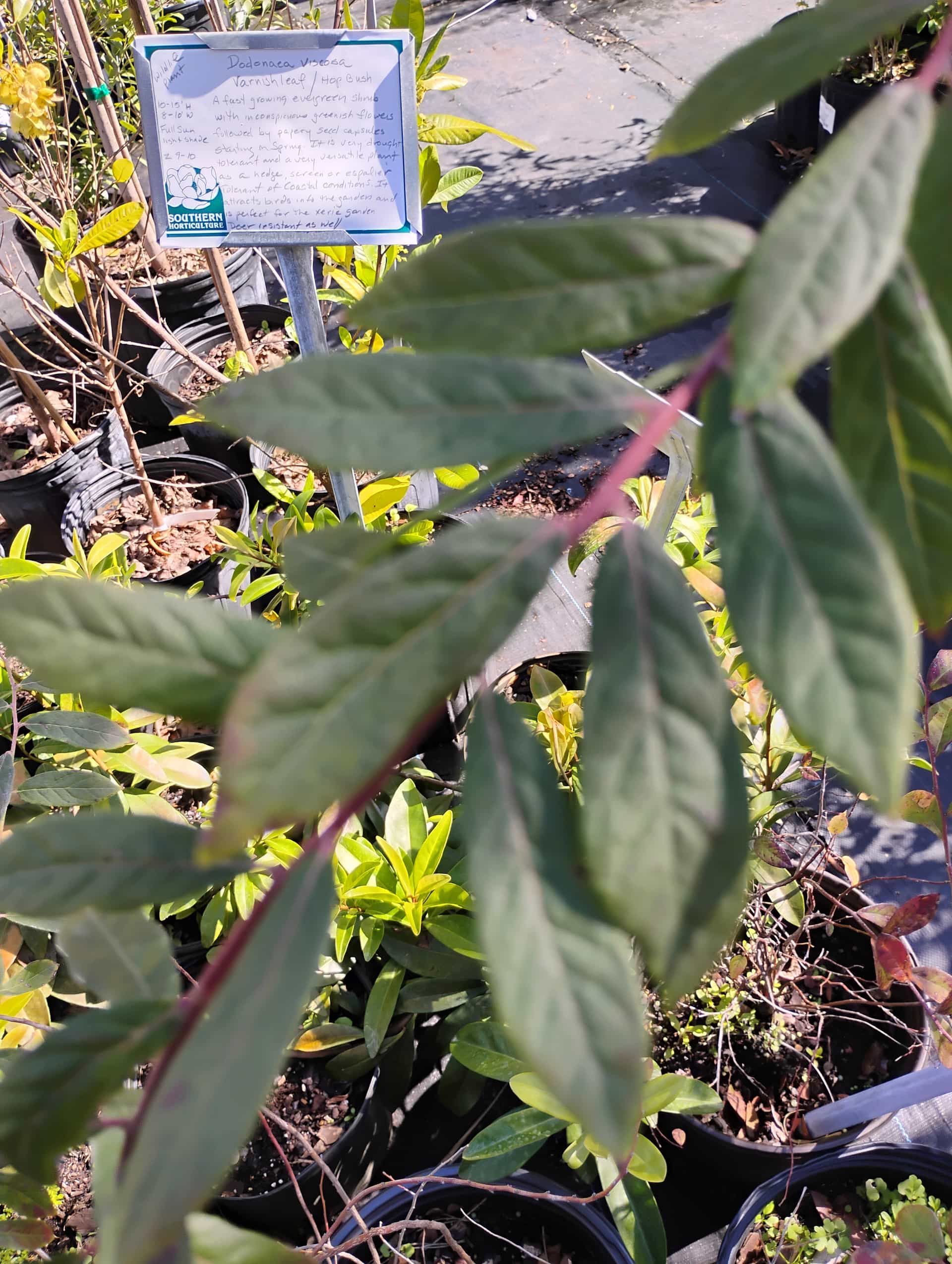 Deerberry (Vaccinium stamineum), Shrub