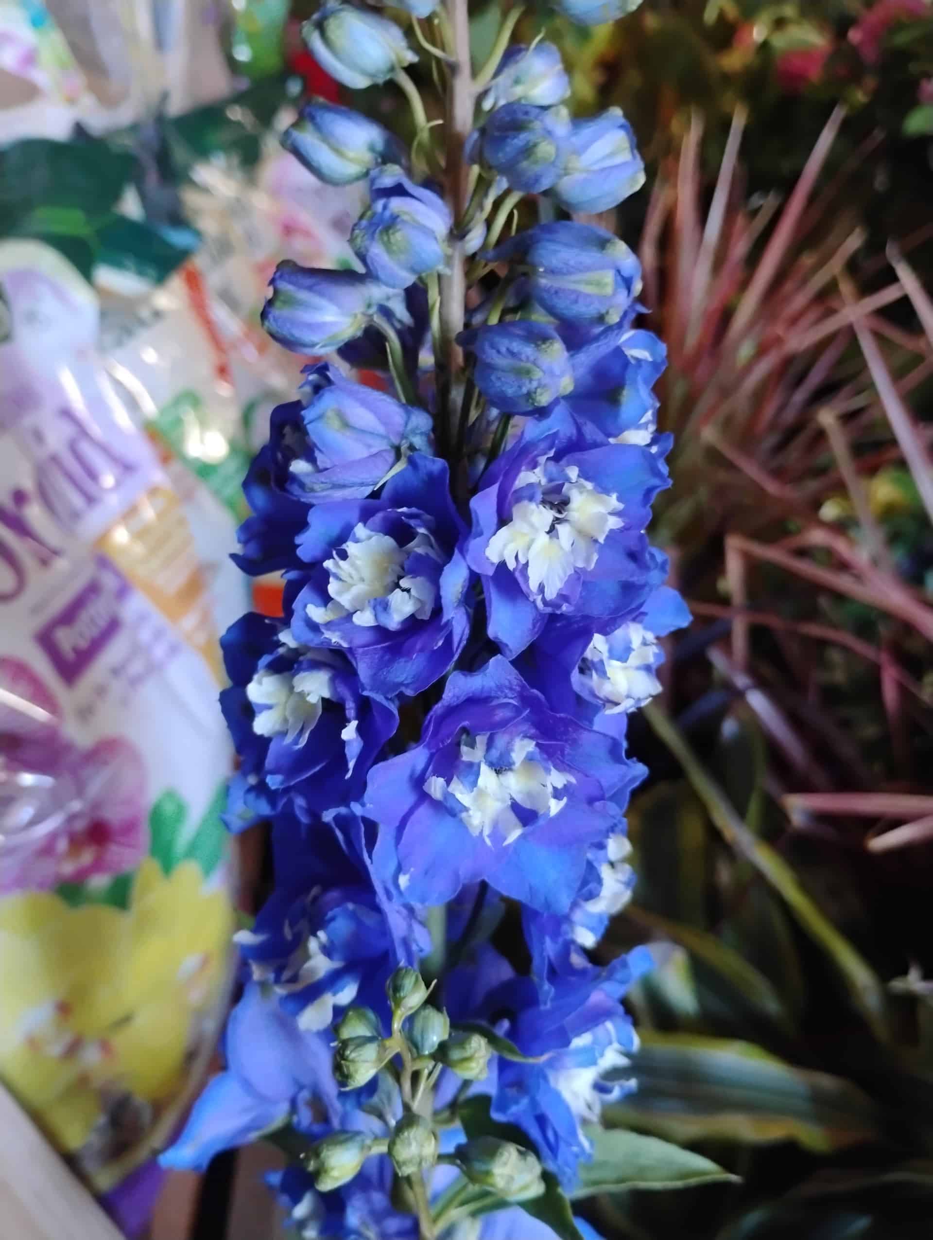 Delphinium, Annual
