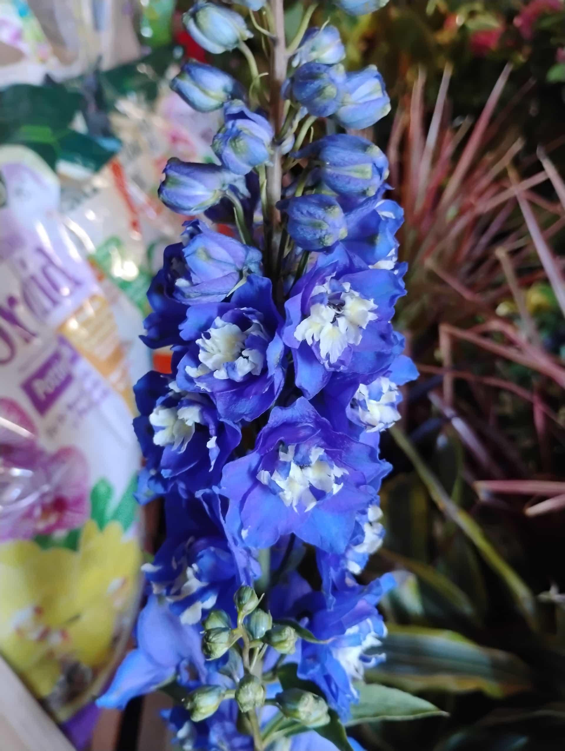 Delphinium, Annual