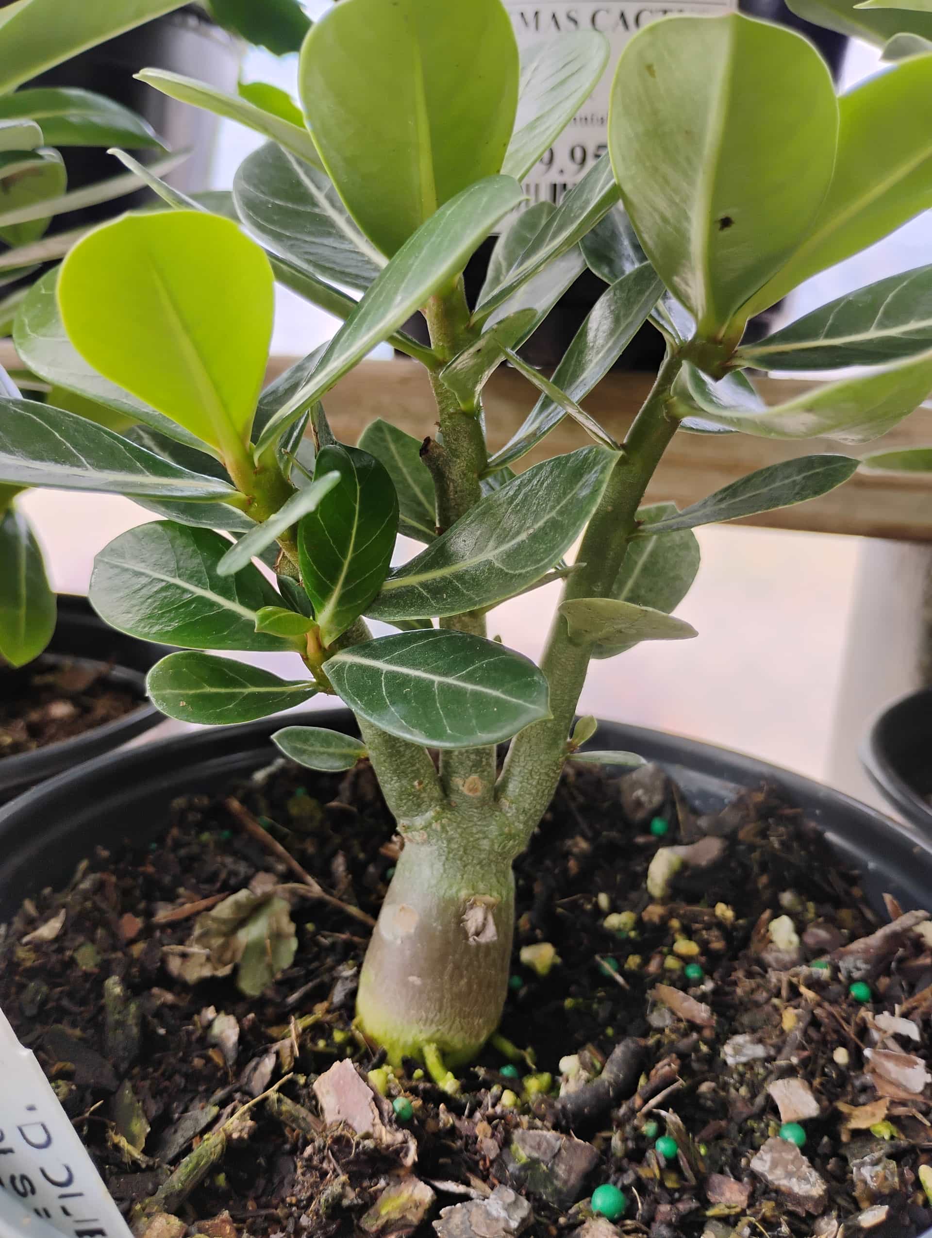 Desert Rose (Adenium obesum), Succulent