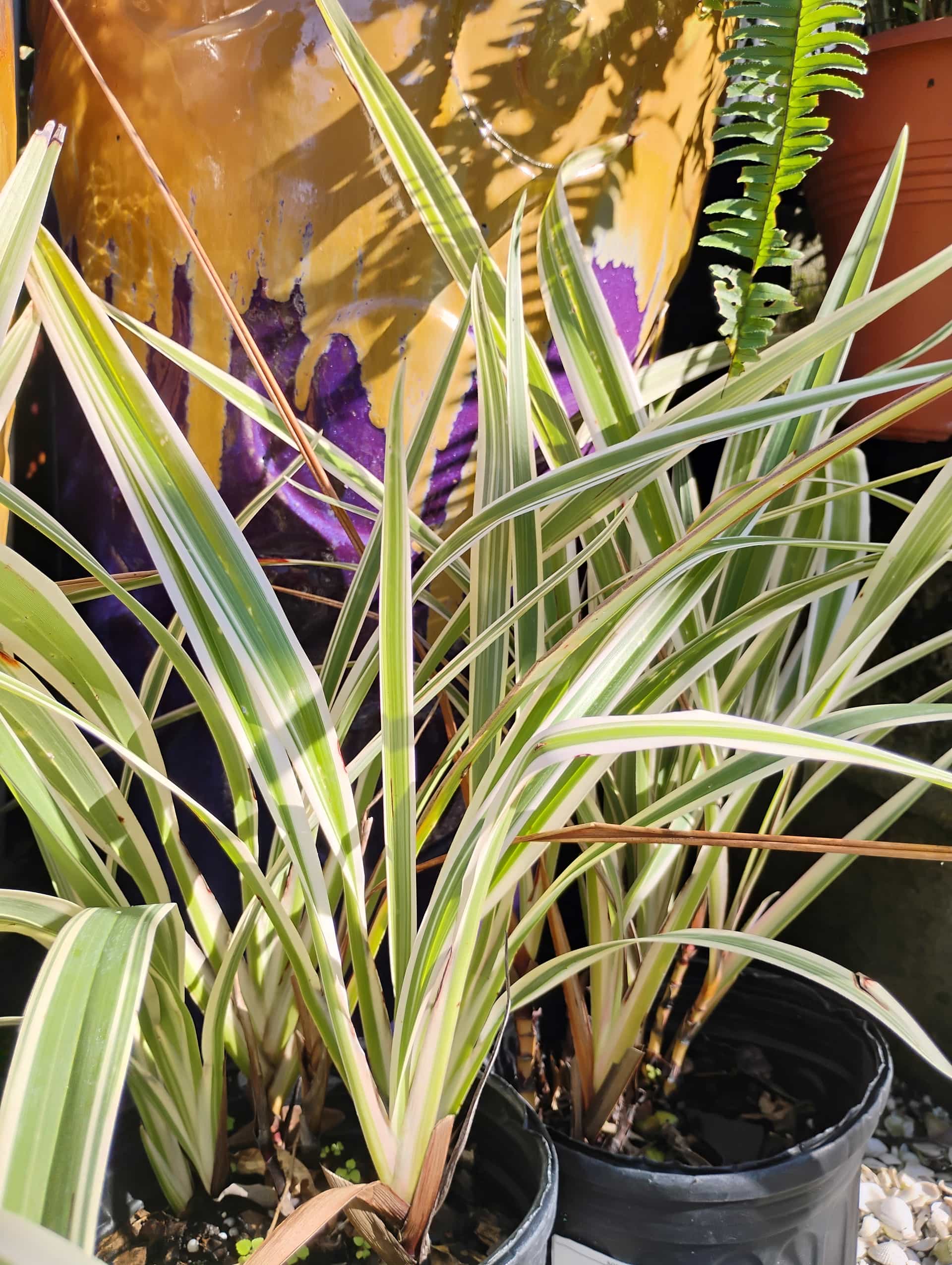 Flax Lily (Dianella tasmanica), Perennial