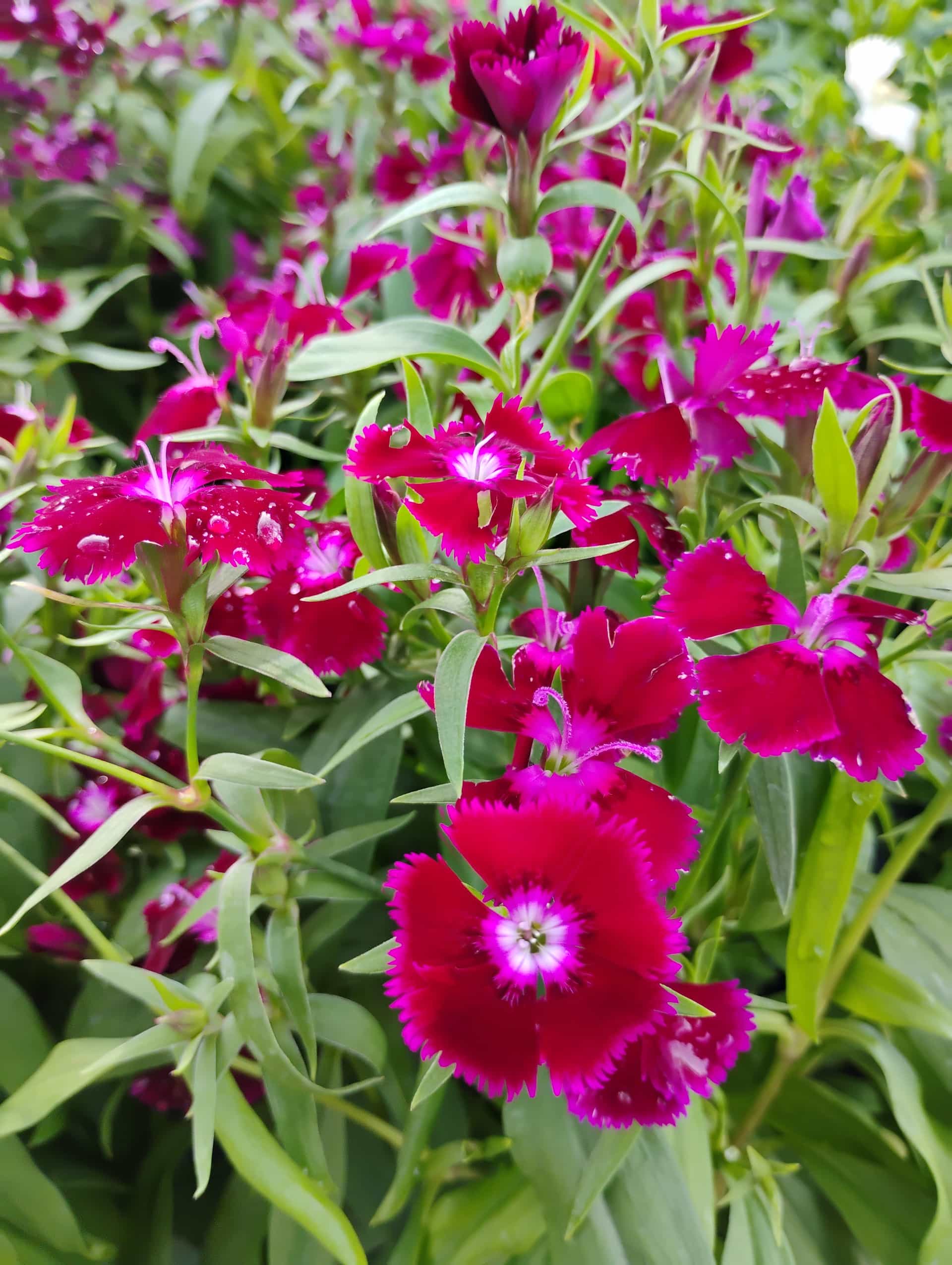 Dianthus, Annual