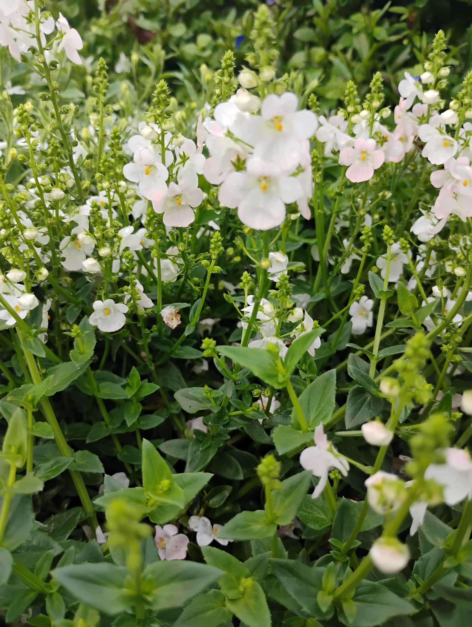 Diascia, Annual