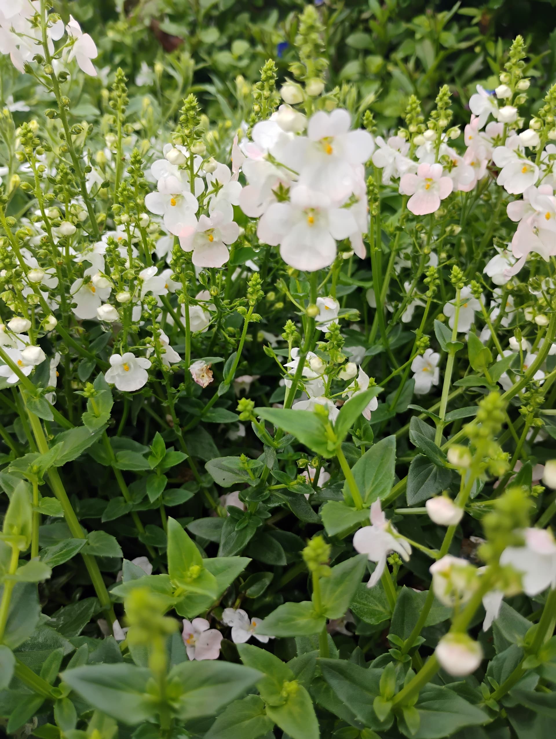 Diascia