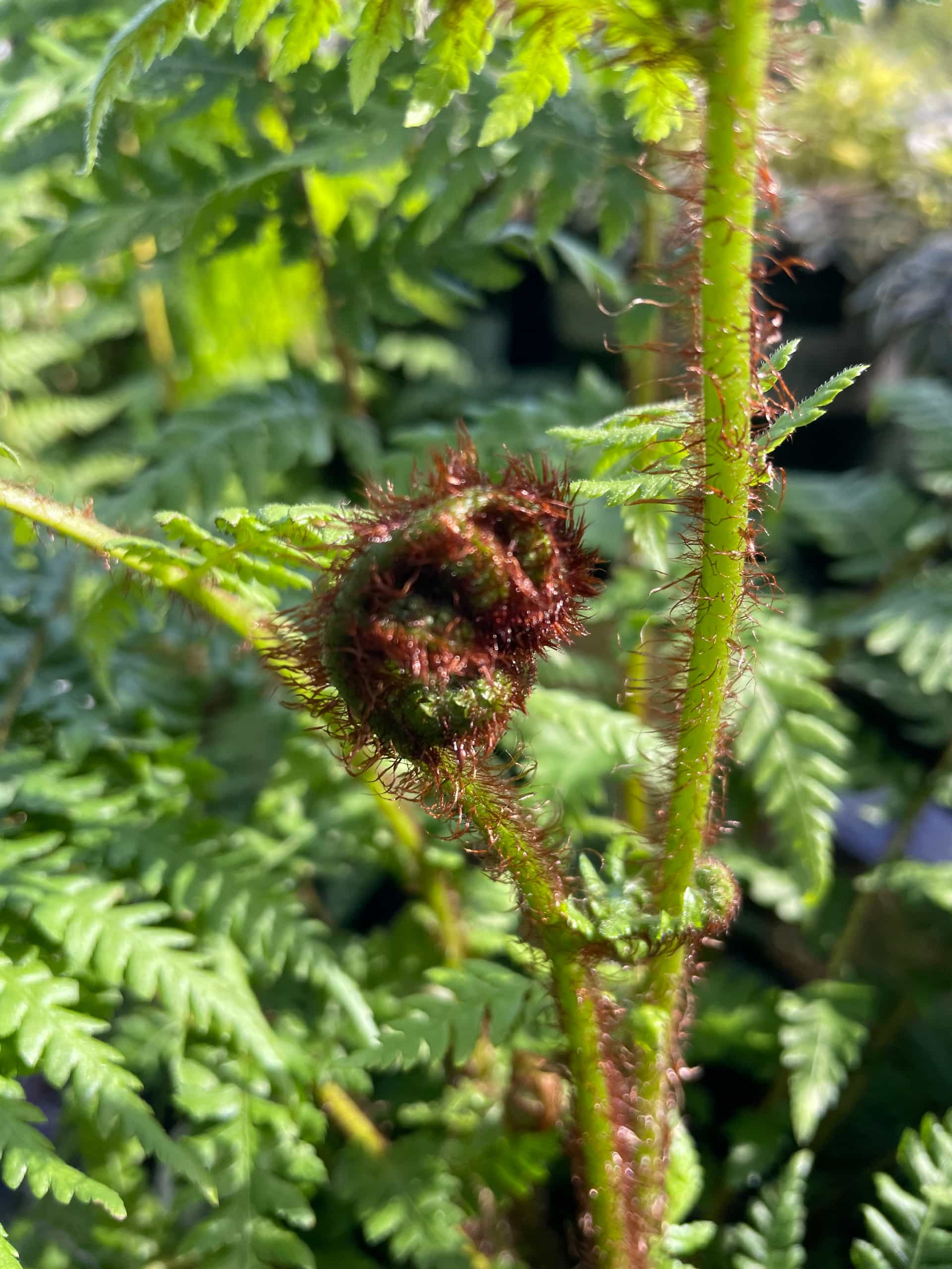 Tasmanian Tree Fern (Dicksonia antarctica), Fern