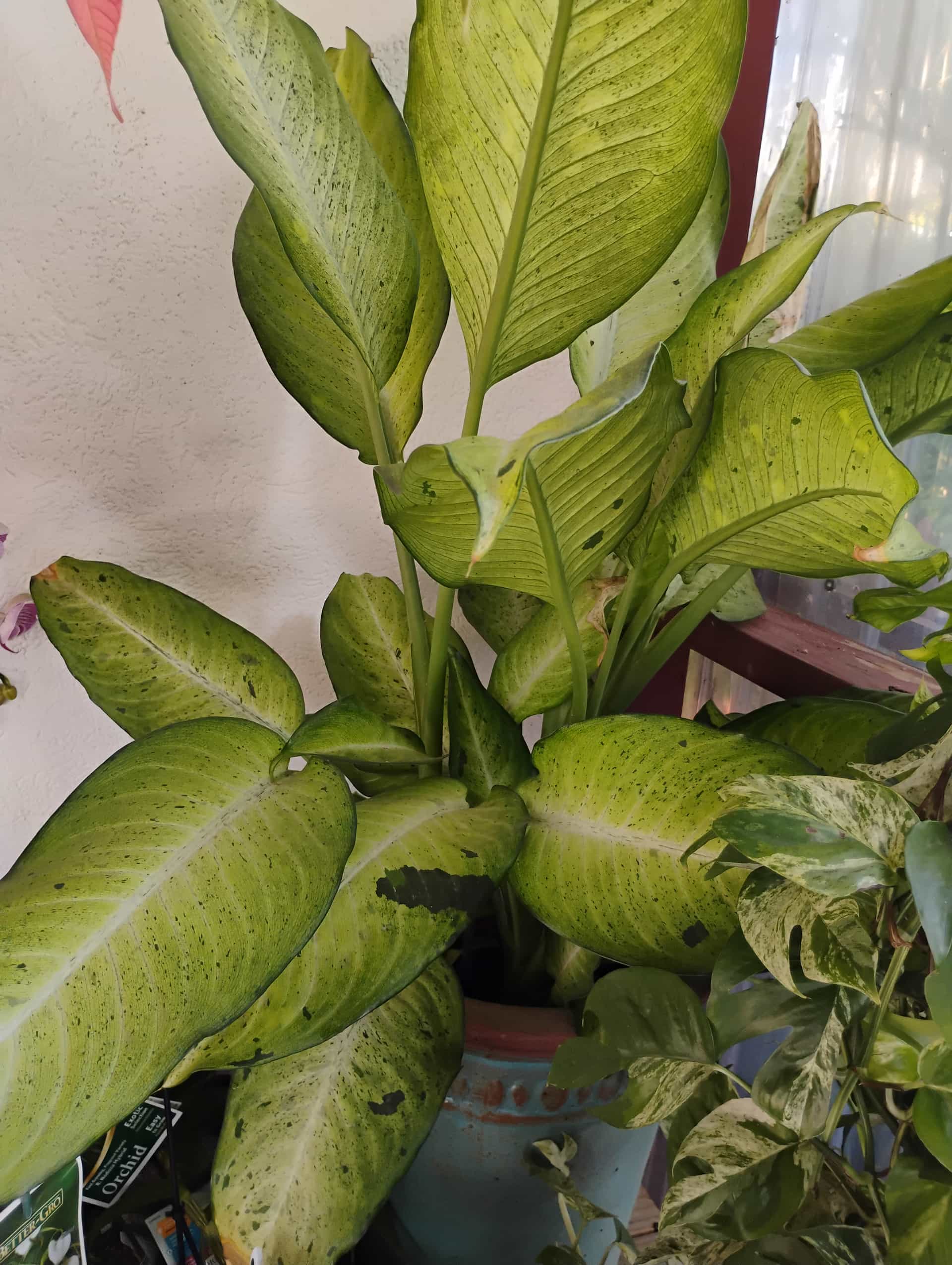 Dumb Cane (Dieffenbachia), Houseplant