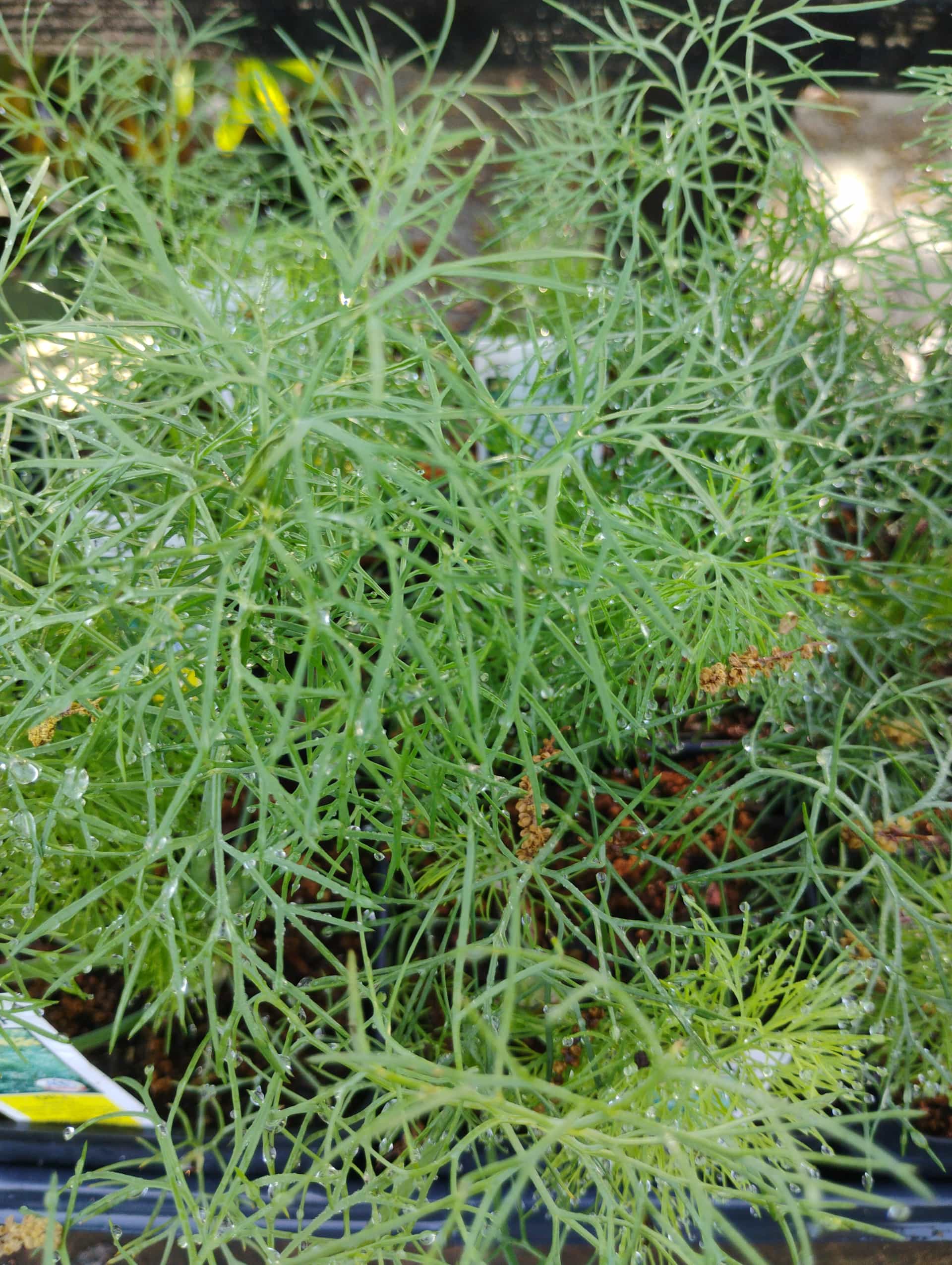 Dill (Anethum graveolens), Herb