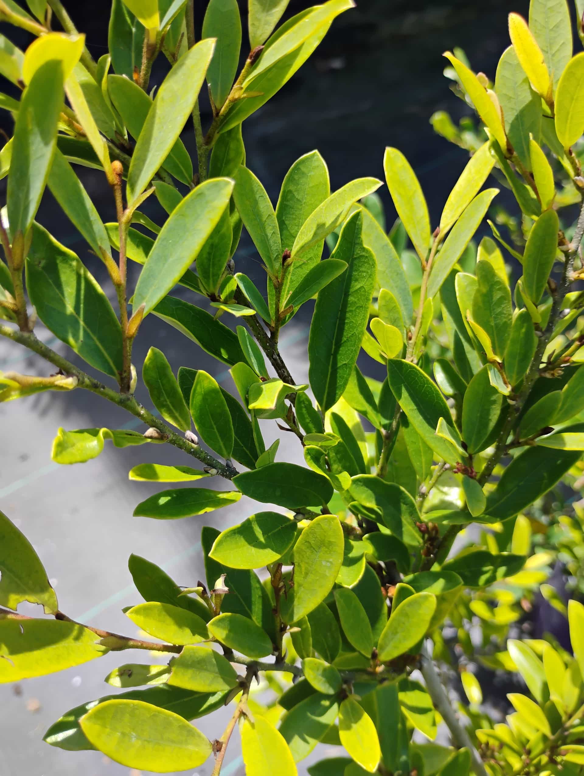 Distylium, Shrub