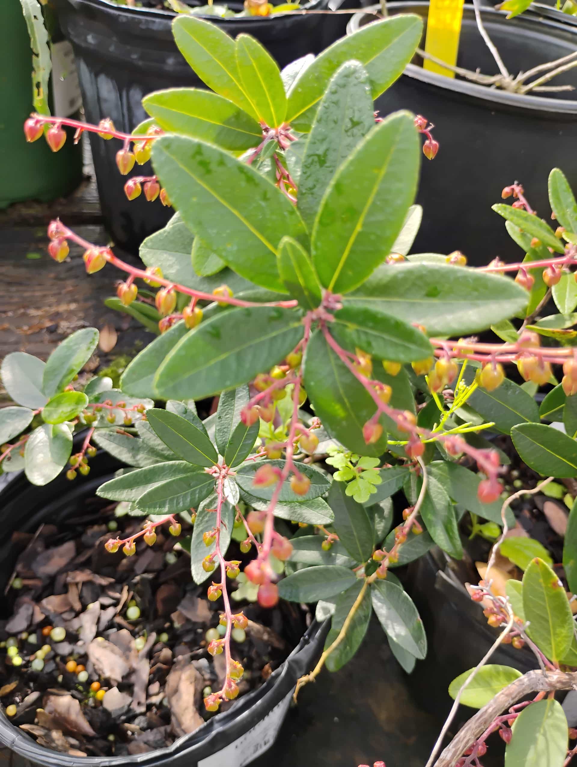 Doghobble (Leucothoe fontanesiana), Shrub