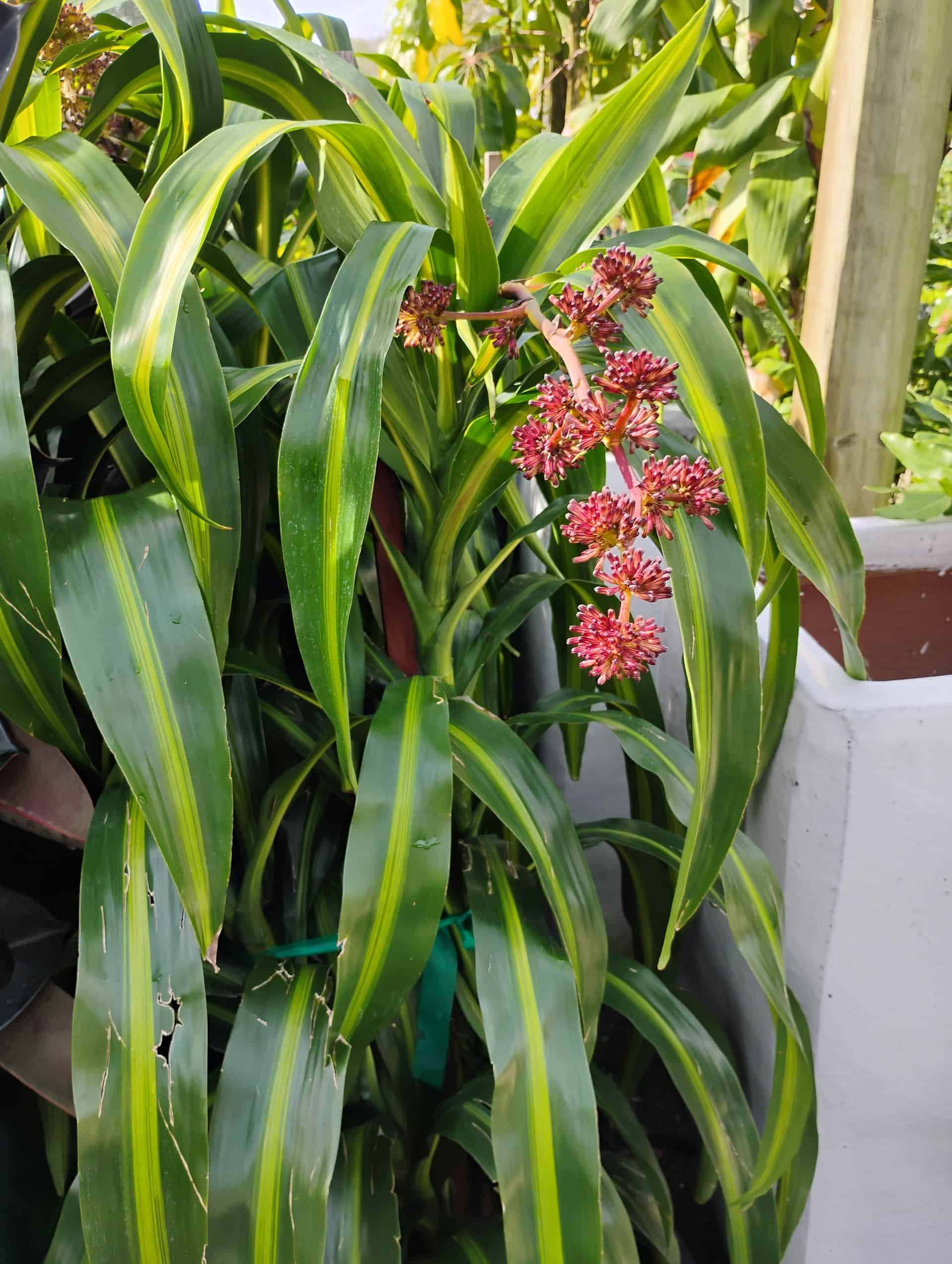 Dracaena, Houseplant