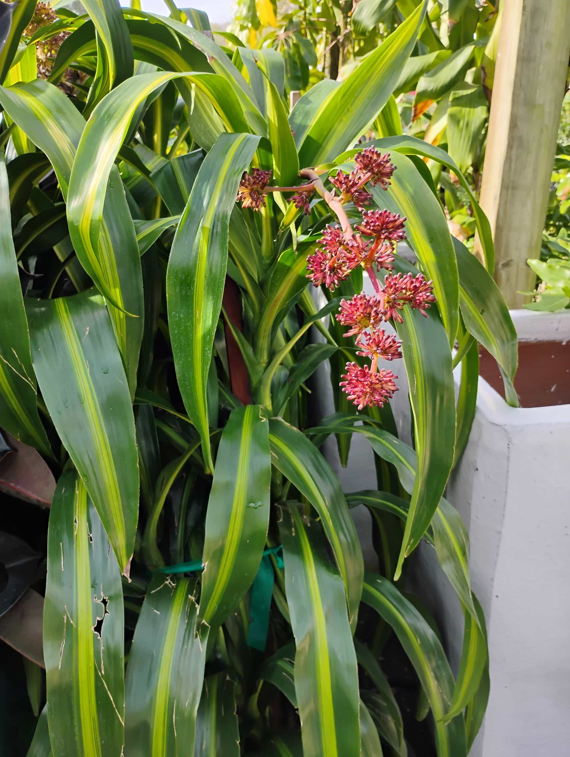 Dracaena, Houseplant