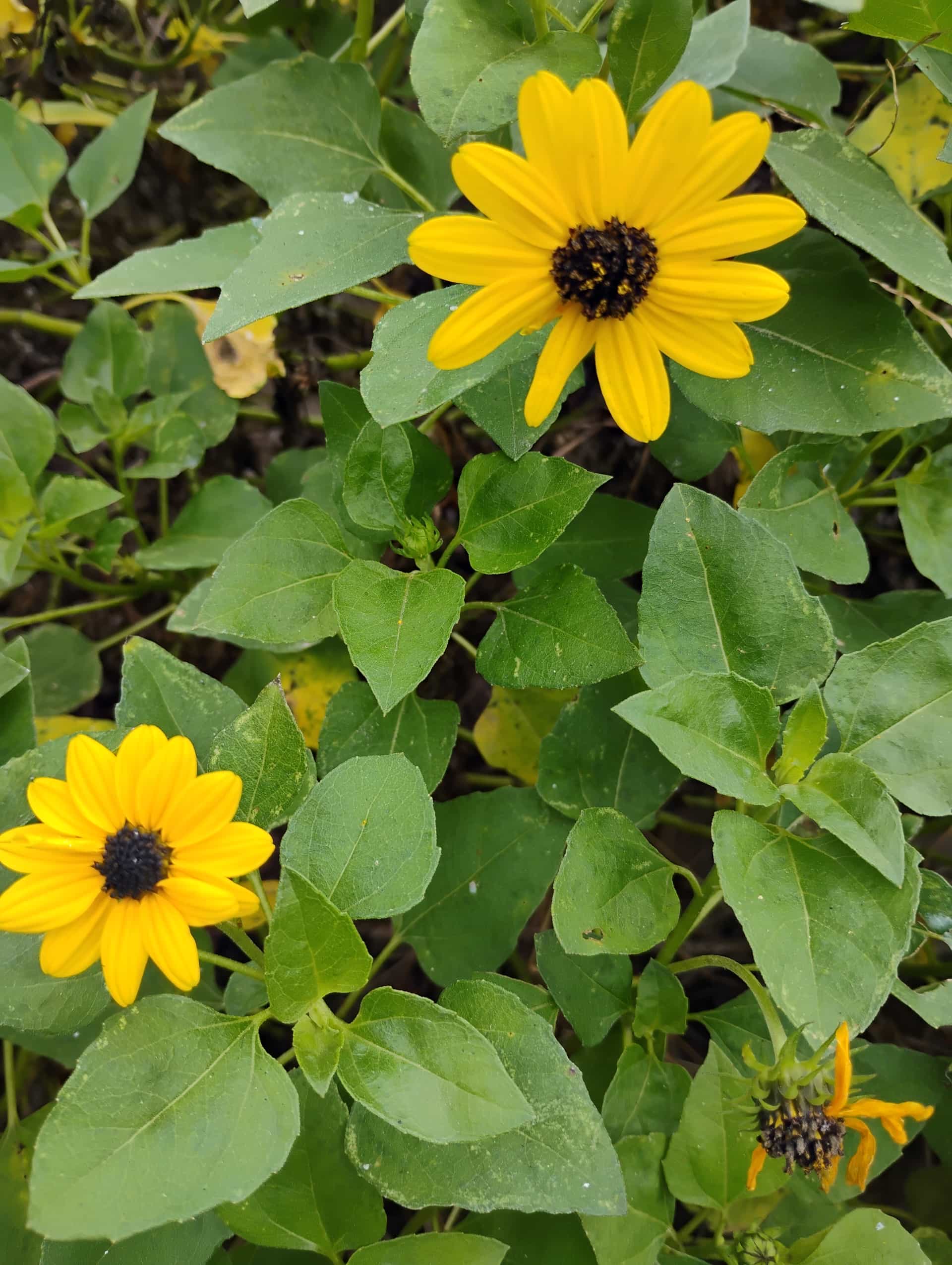 Purple Groundsel (Senecio elegans), Annual