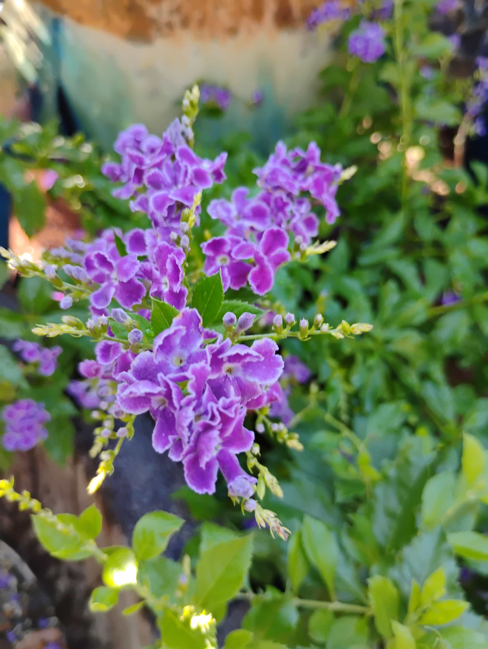 Golden Dewdrop (Duranta erecta), Shrub