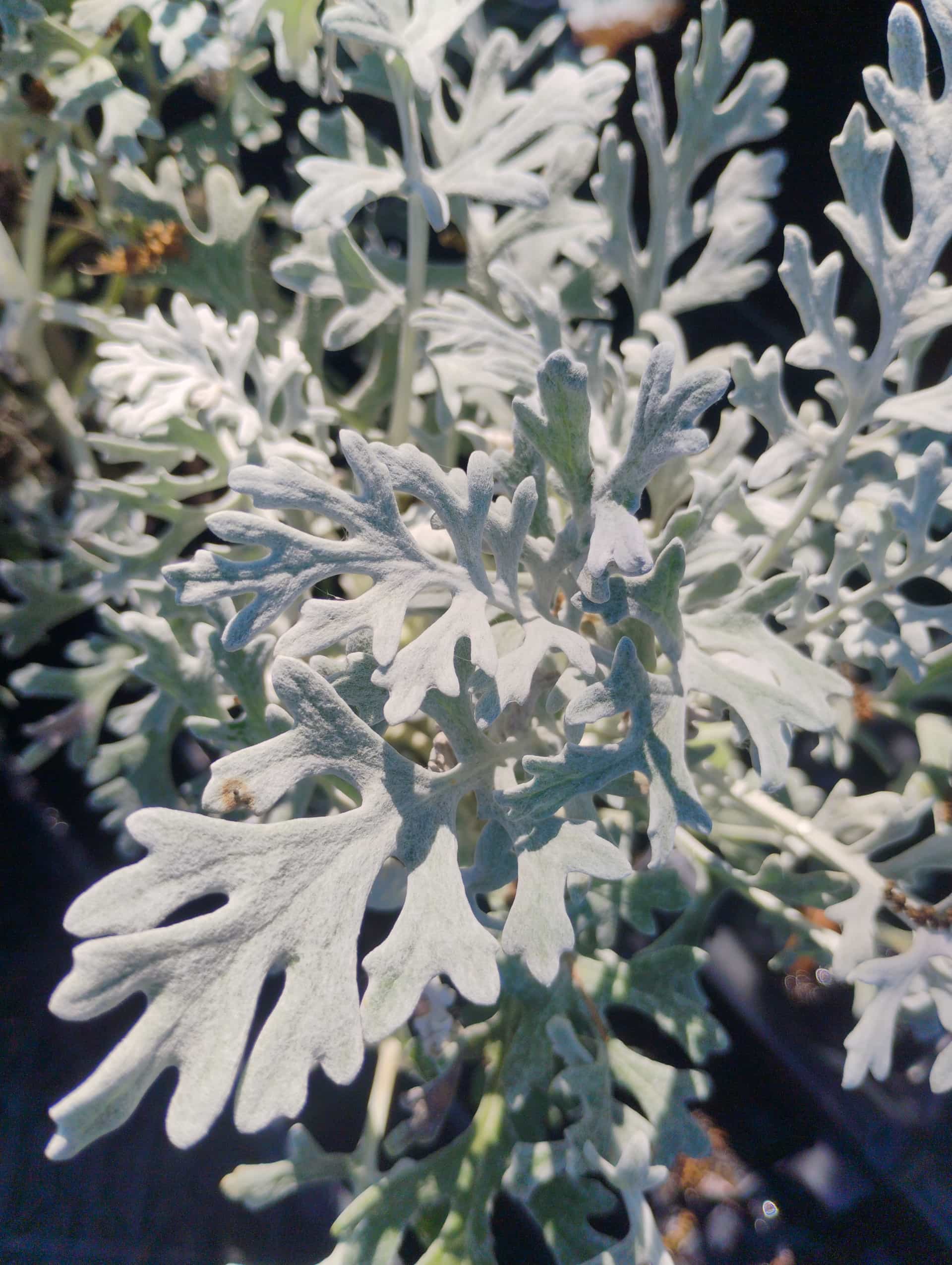 Dusty Miller (Senecio cineraria), Annual