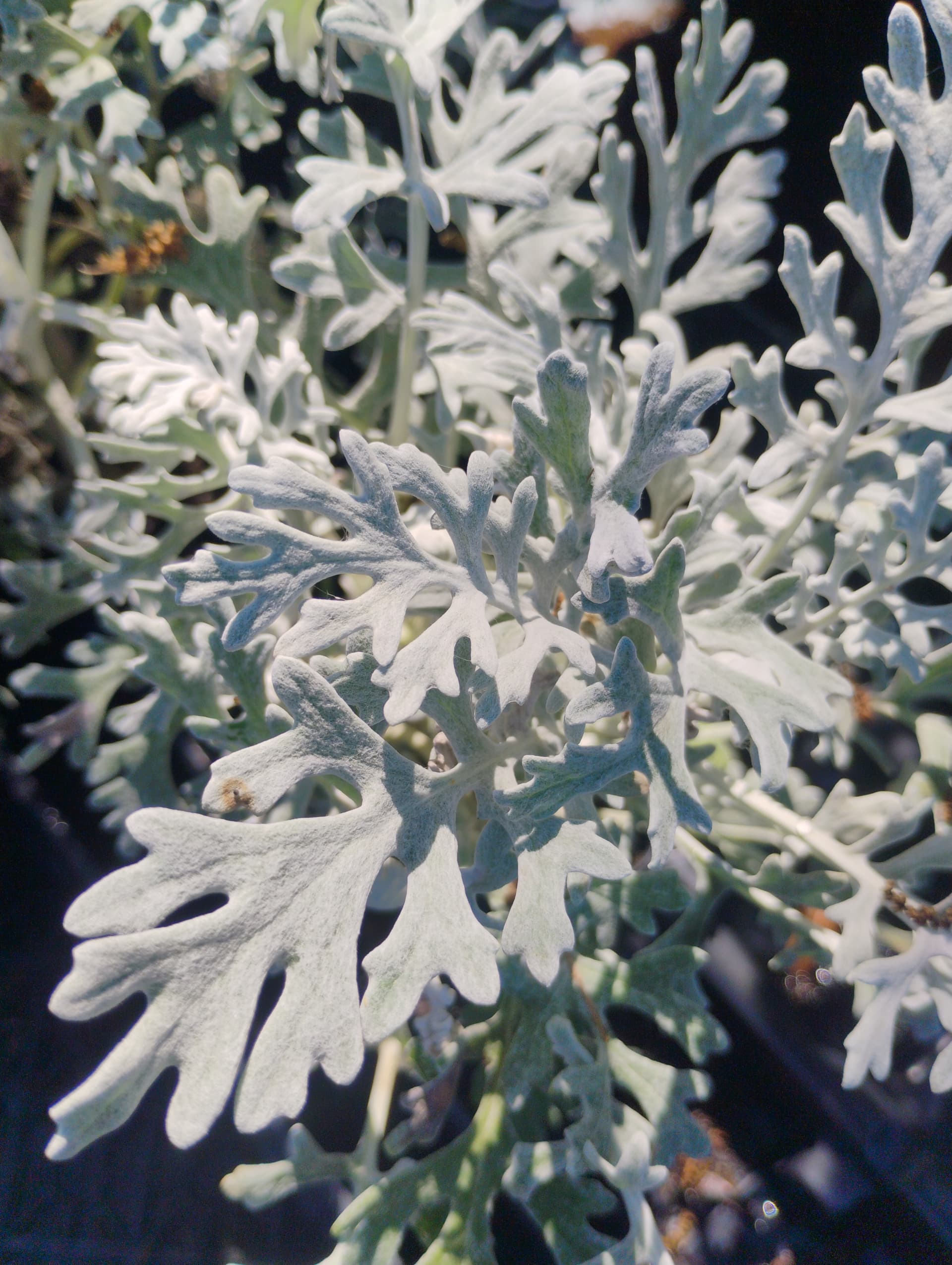 Dusty Miller