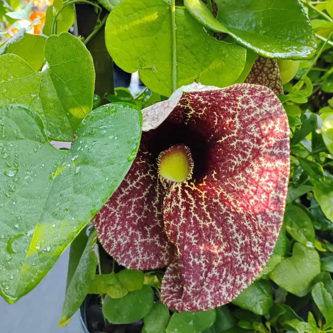 Dutchman's Pipe (Aristolochia macrophylla), Vine