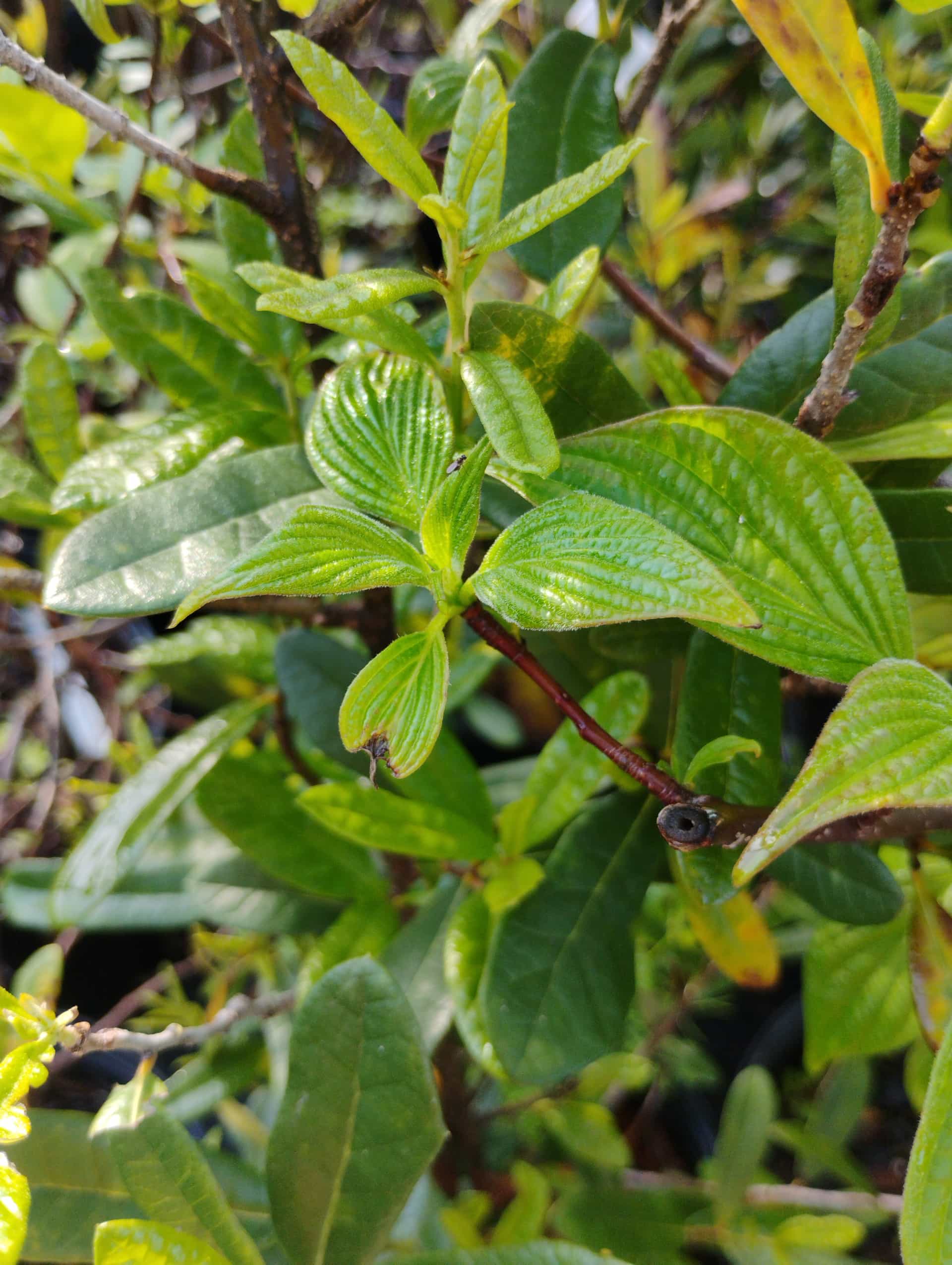 Dwarf Live Oak (Quercus minima), Shrub