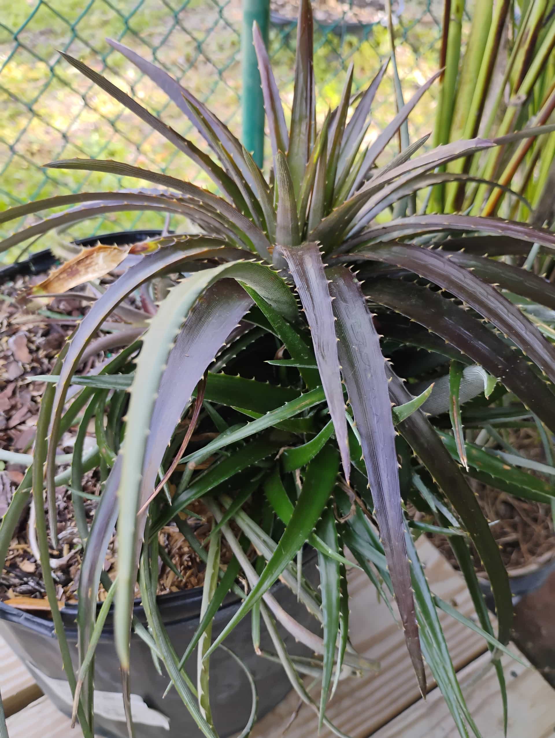 Dyckia, Succulent