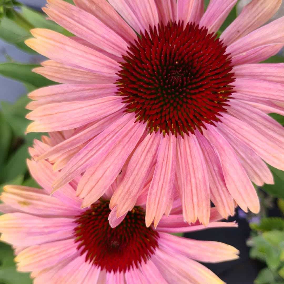 Purple Coneflower (Echinacea purpurea), Perennial