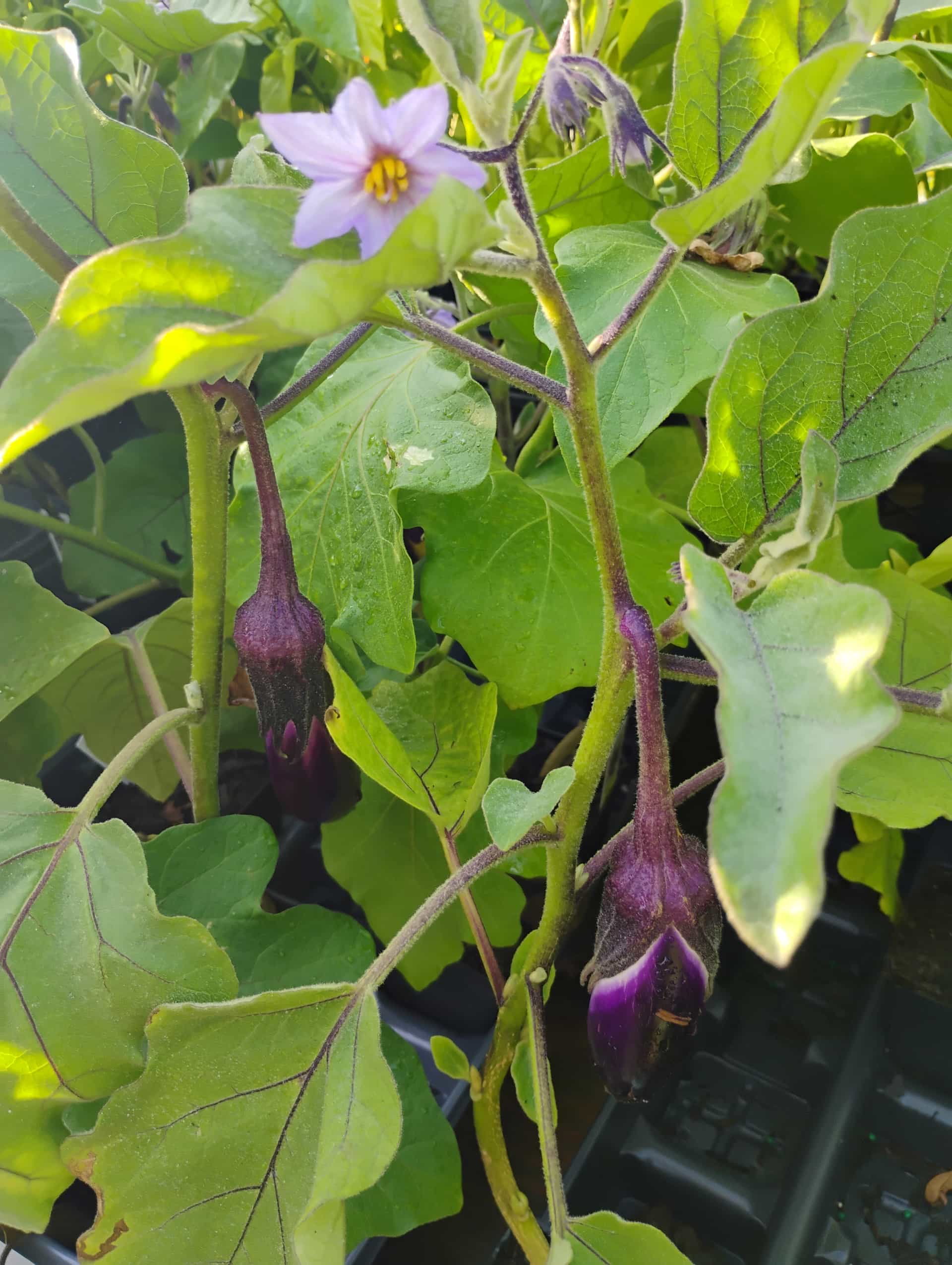 Eggplant (Solanum melongena), Annual