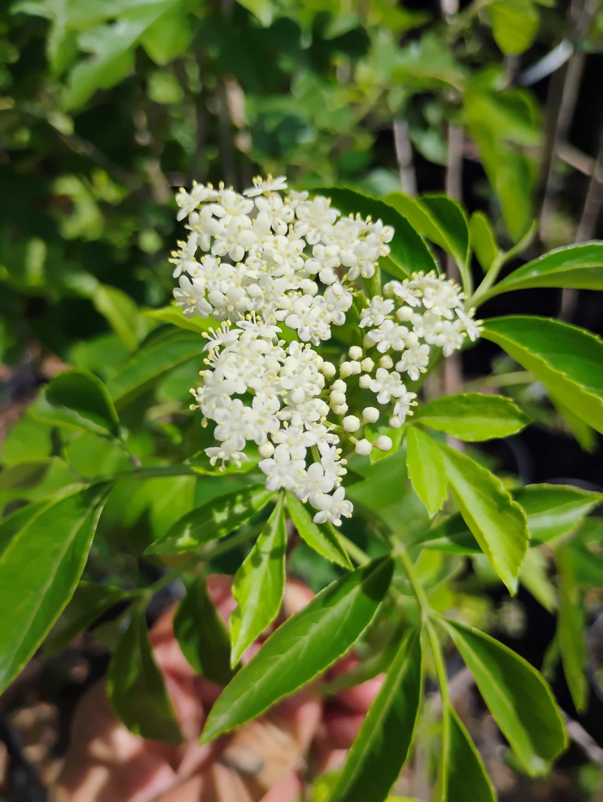 Elderberry (Sambucus nigra), Shrub