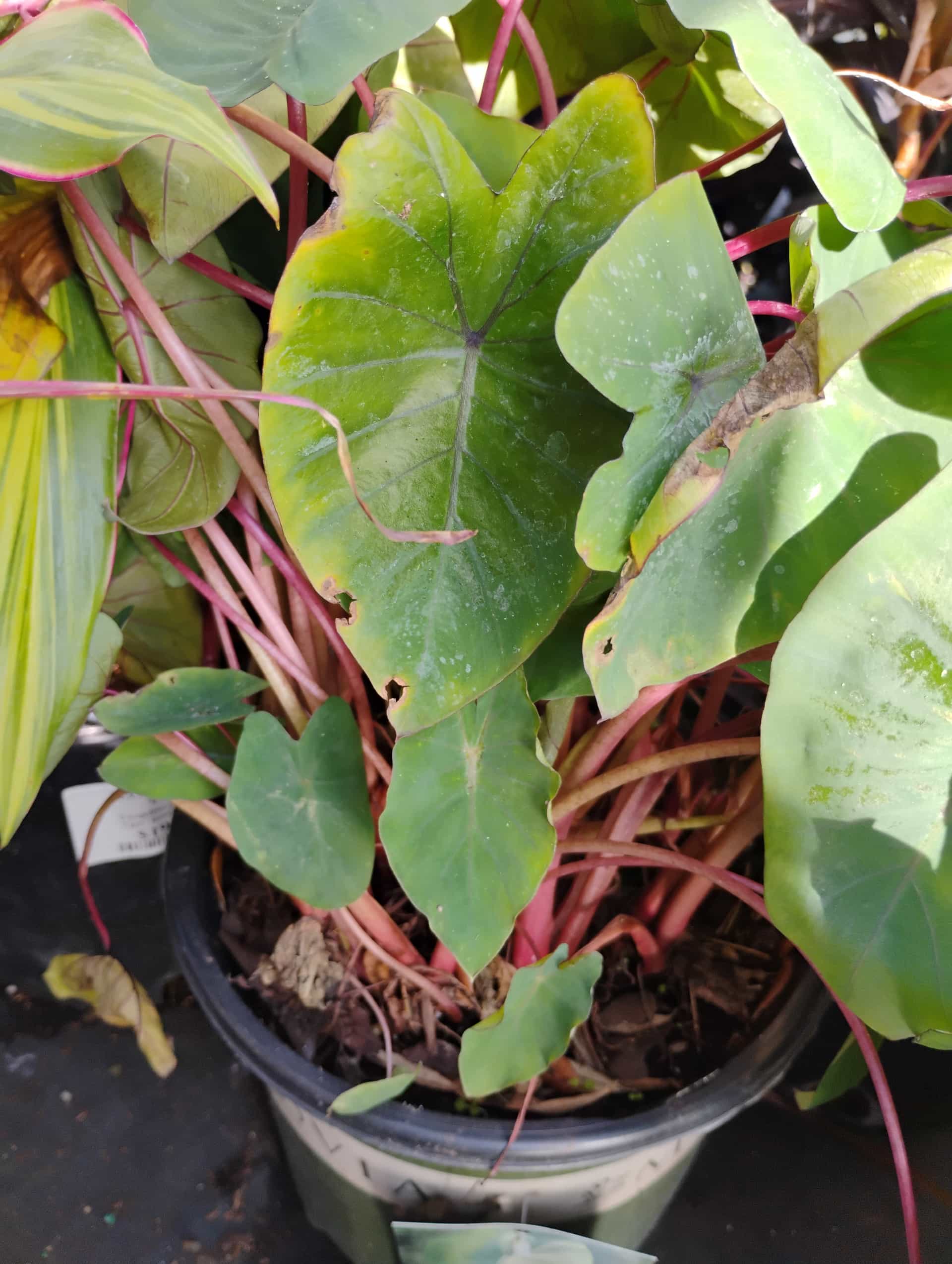 Elephant Ear (Colocasia esculenta), Perennial