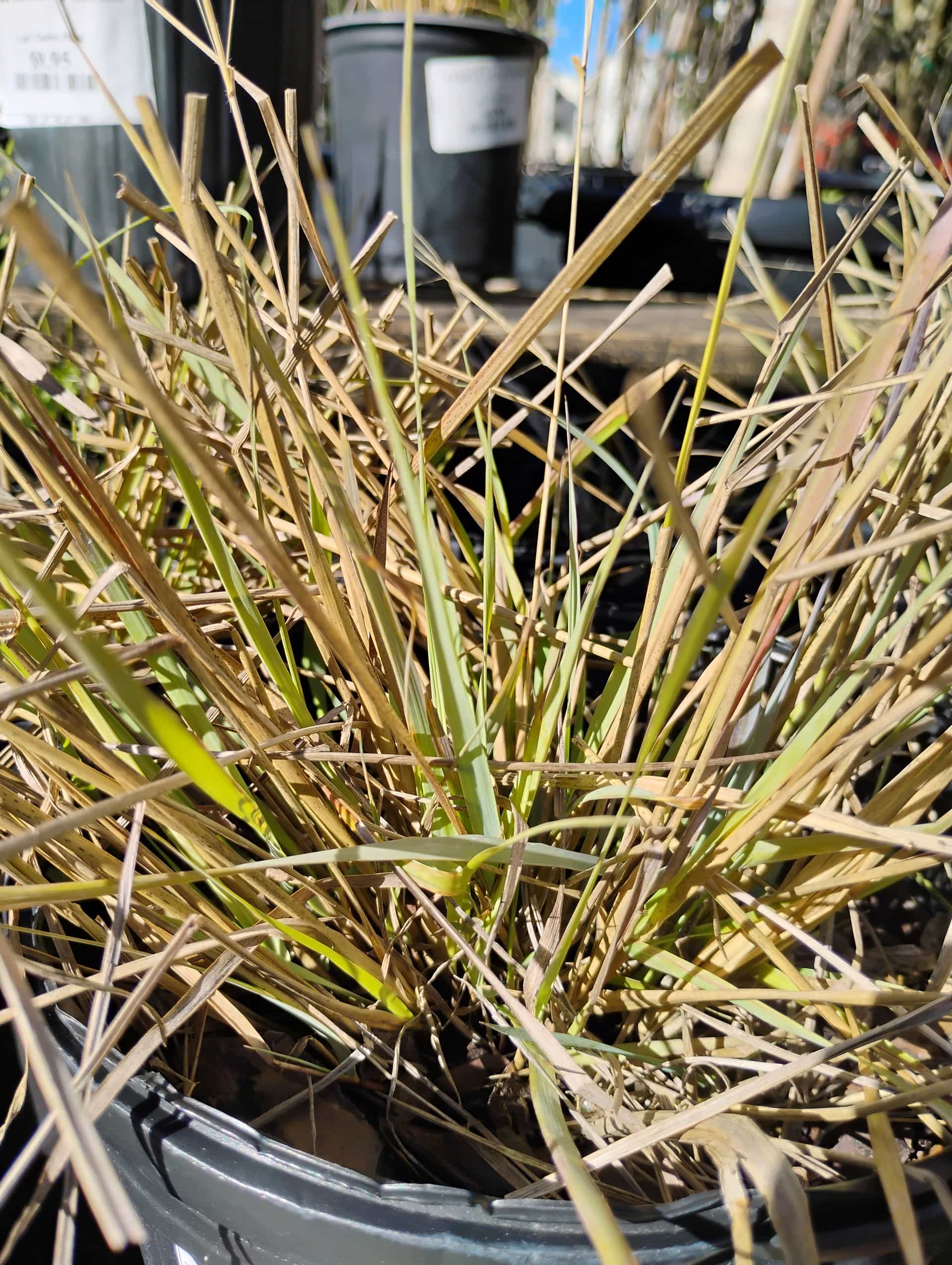 Elliott's Lovegrass (Eragrostis elliottii), Grass