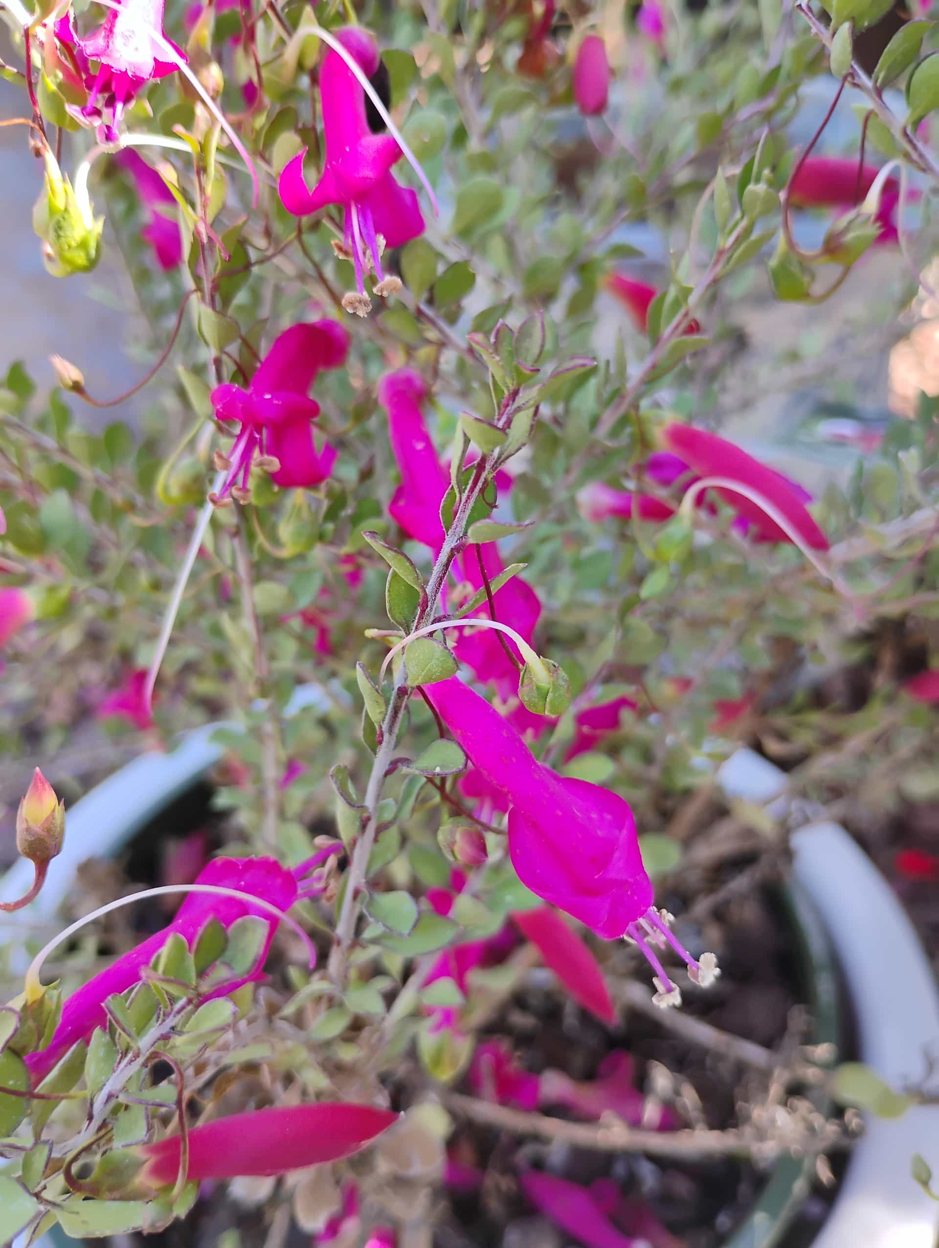 Emu Bush (Eremophila), Shrub