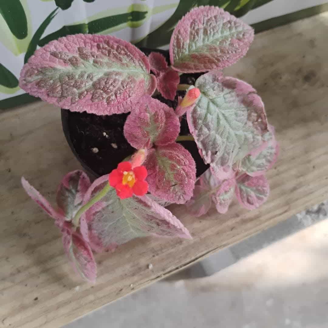Flame Violet (Episcia cupreata), Houseplant