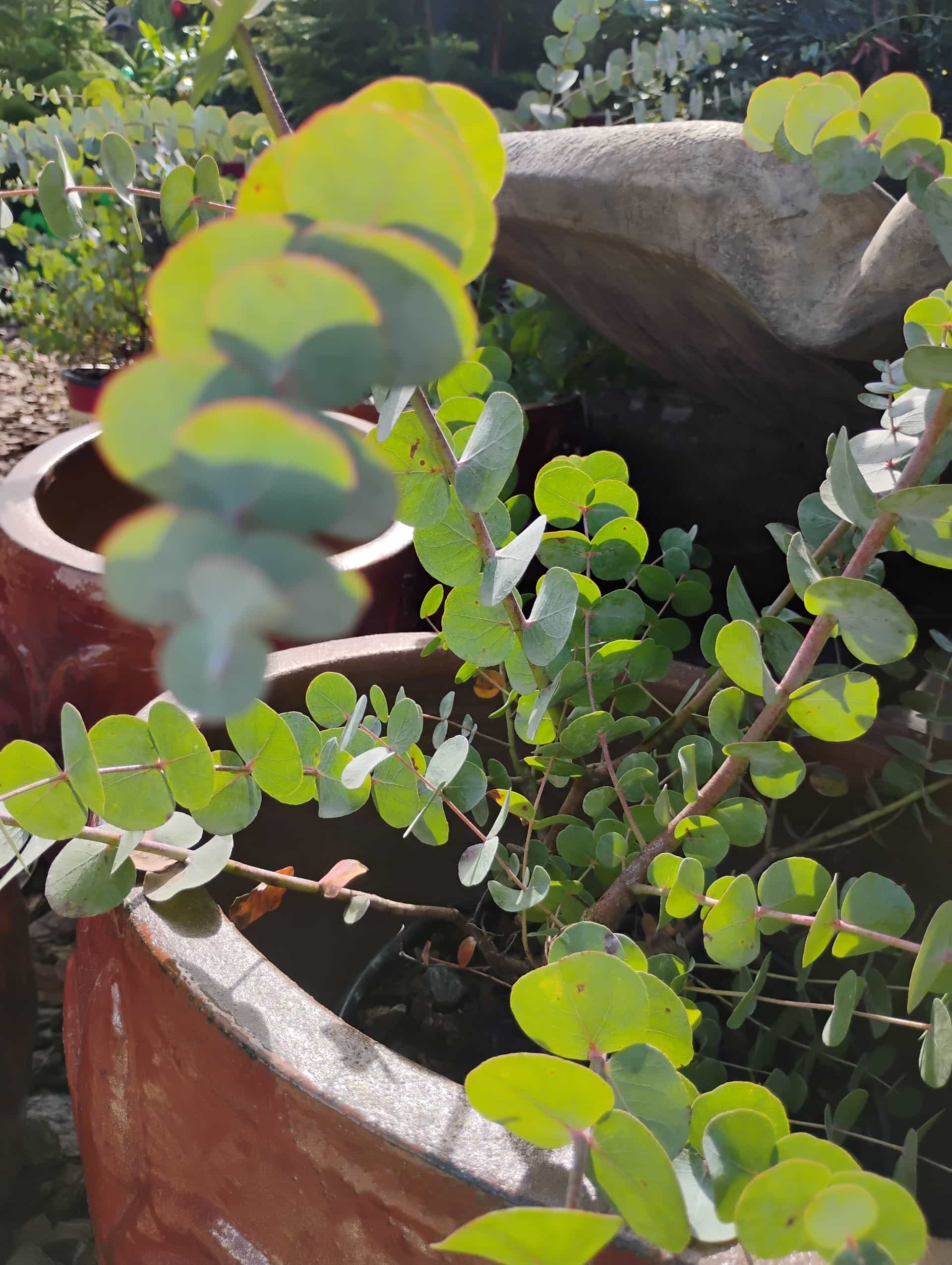 Silver Dollar Eucalyptus (Eucalyptus cinerea), Tree