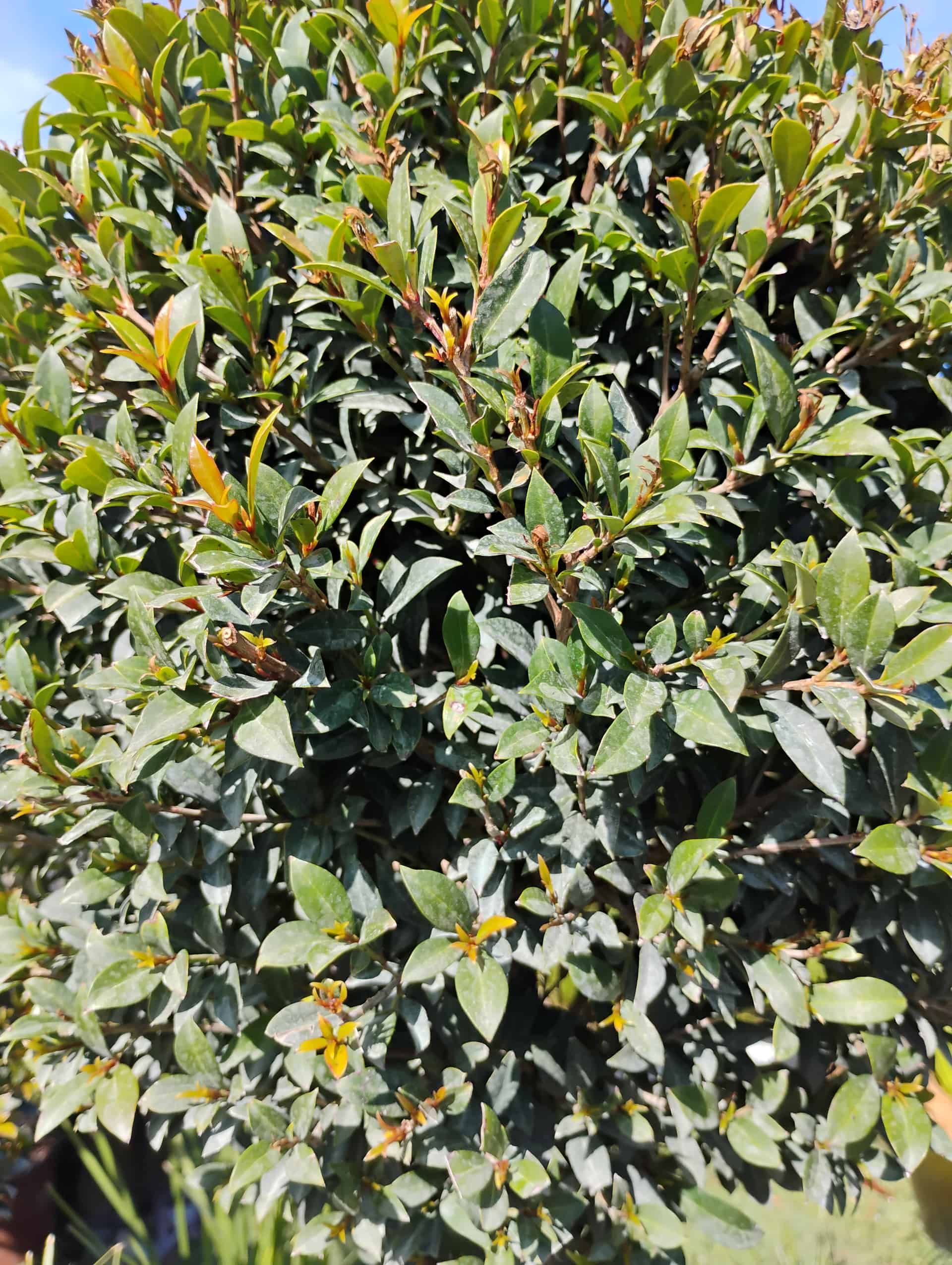 Surinam Cherry (Eugenia uniflora), Shrub
