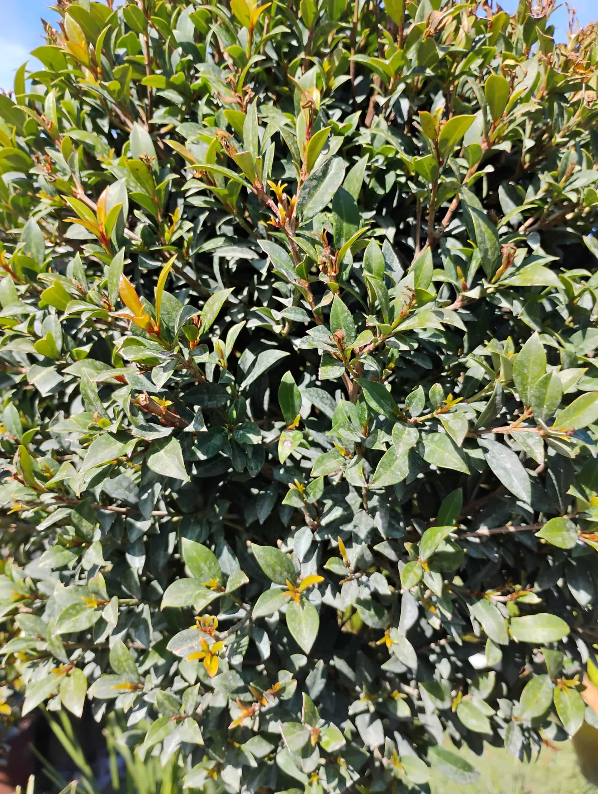 Surinam Cherry (Eugenia uniflora), Shrub
