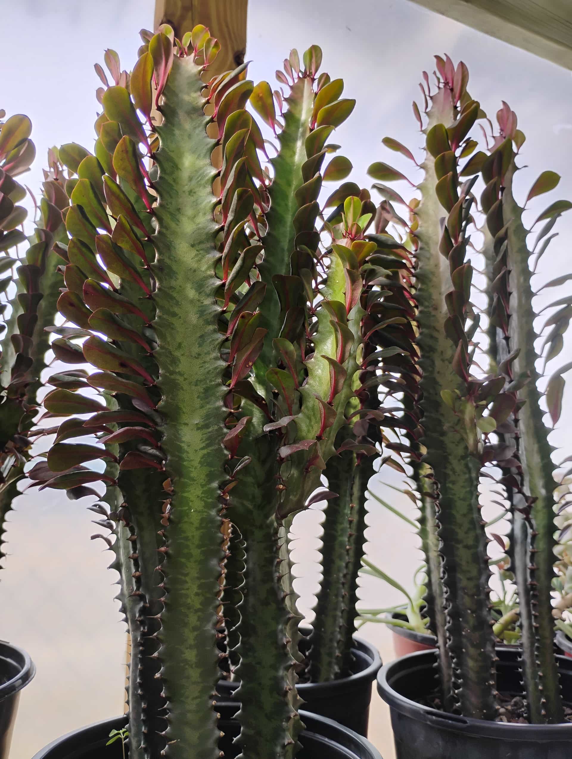 Euphorbia, Succulent