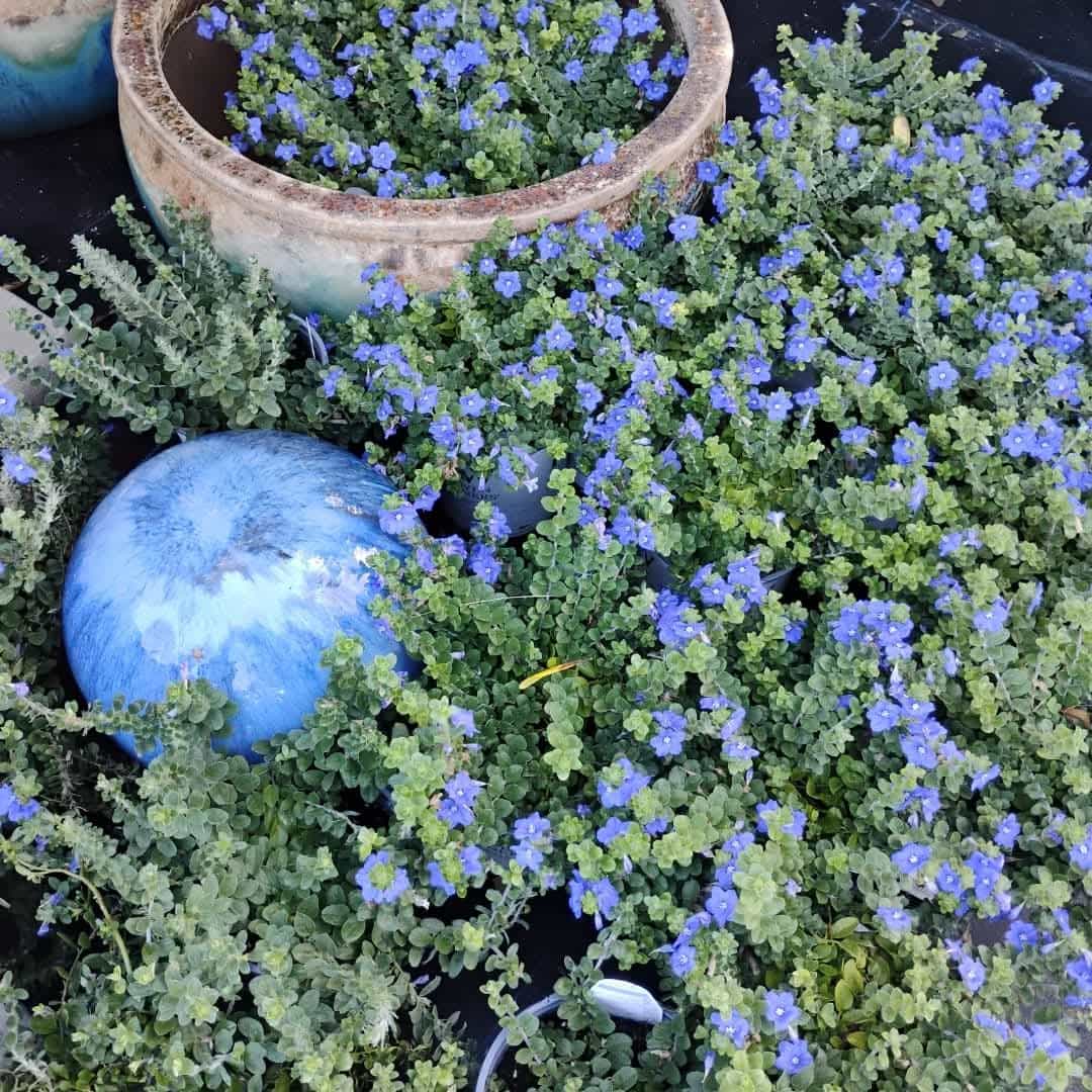 Blue Daze (Evolvulus glomeratus), Groundcover