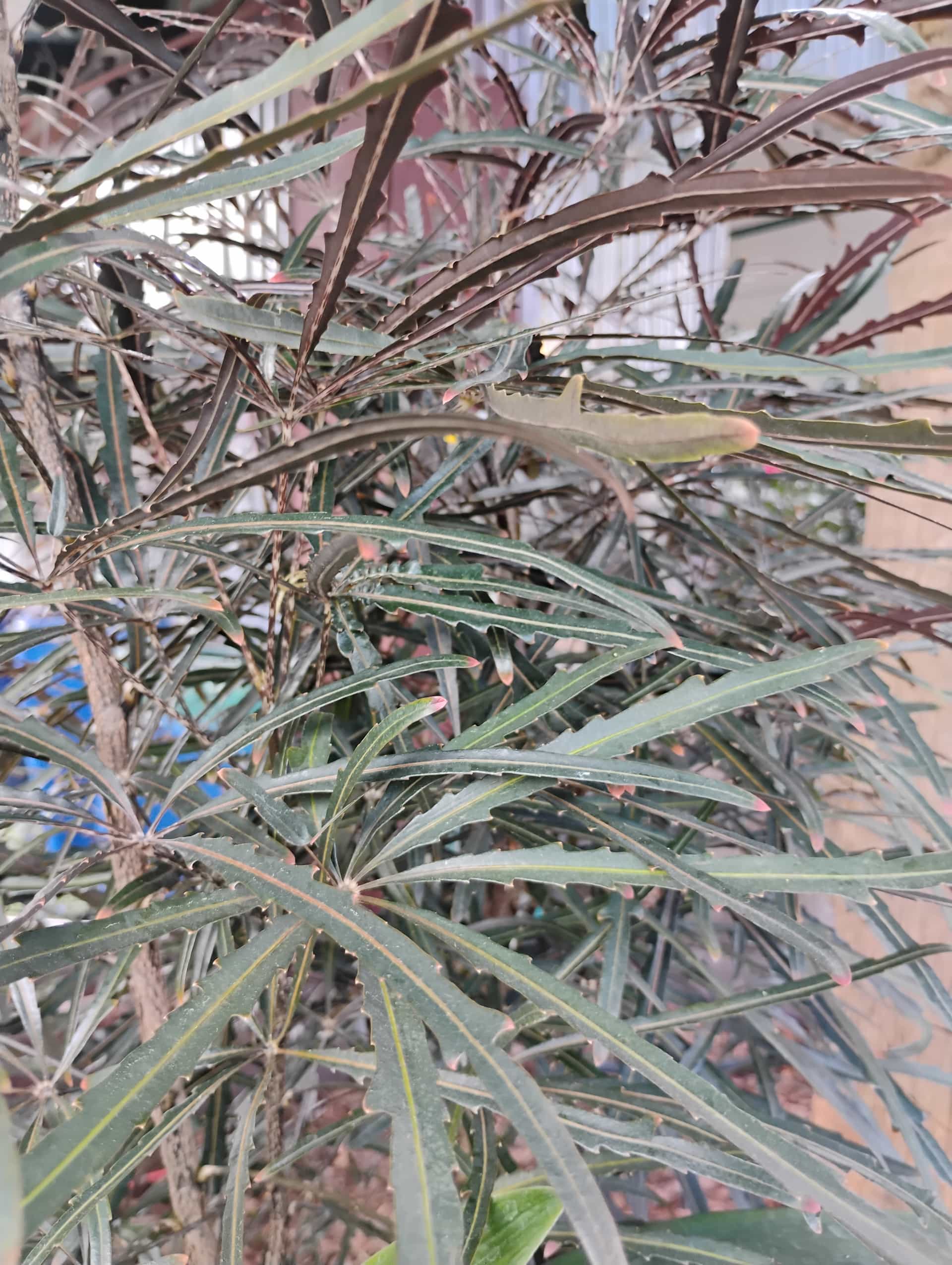 False Aralia (Plerandra elegantissima), Houseplant