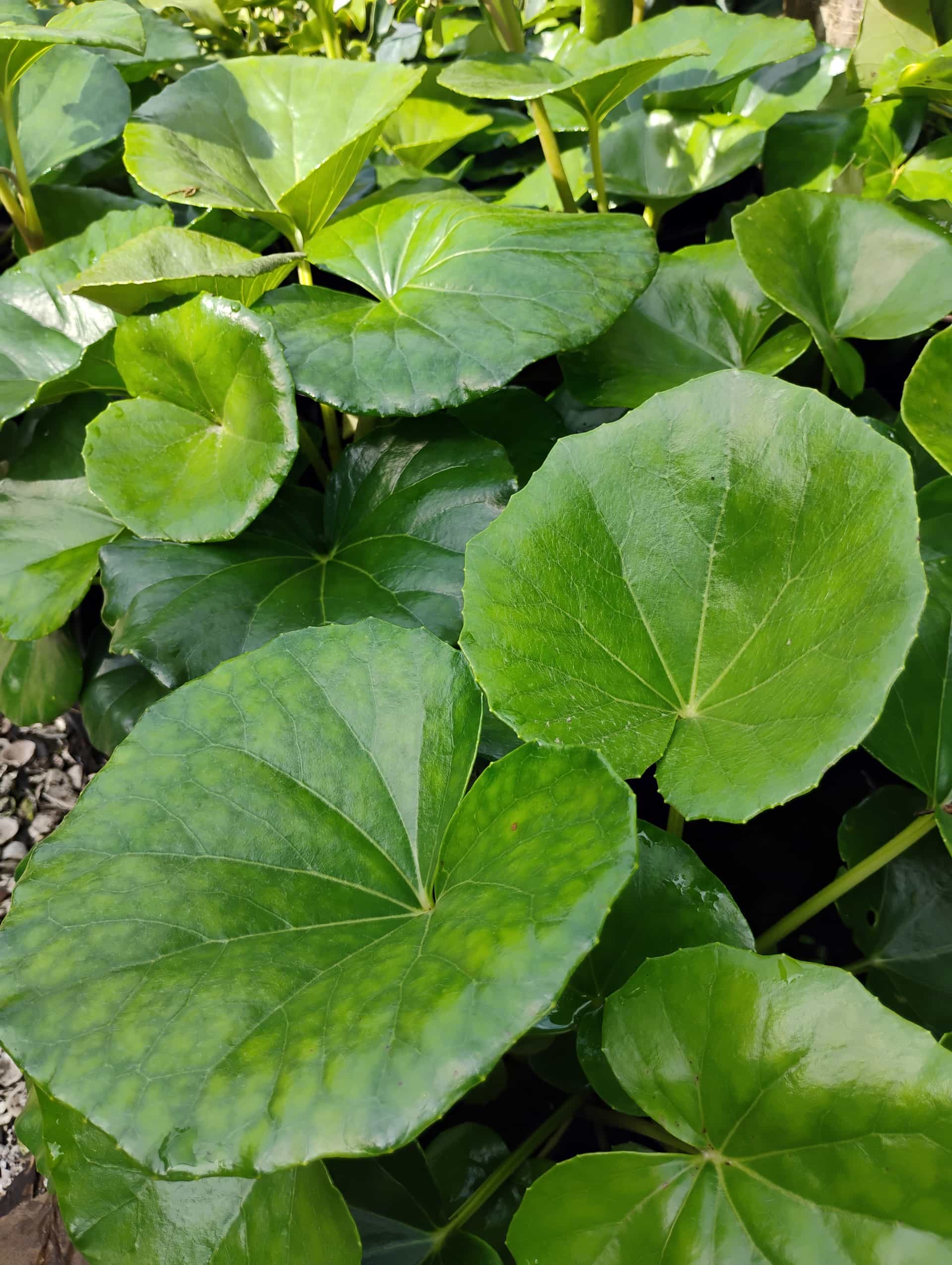 Leopard Plant (Farfugium japonicum), Perennial