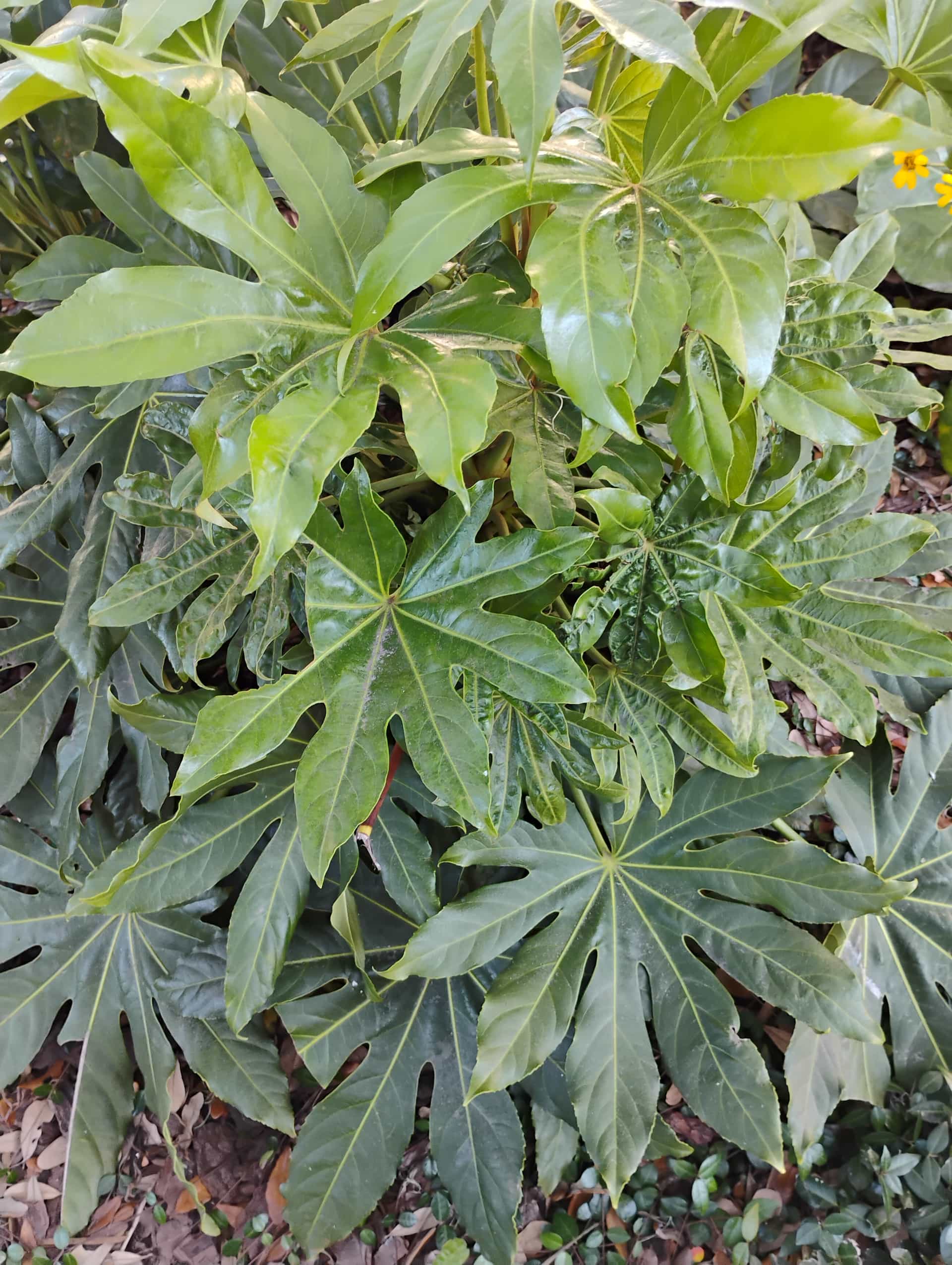 Fatsia (Fatsia japonica), Shrub