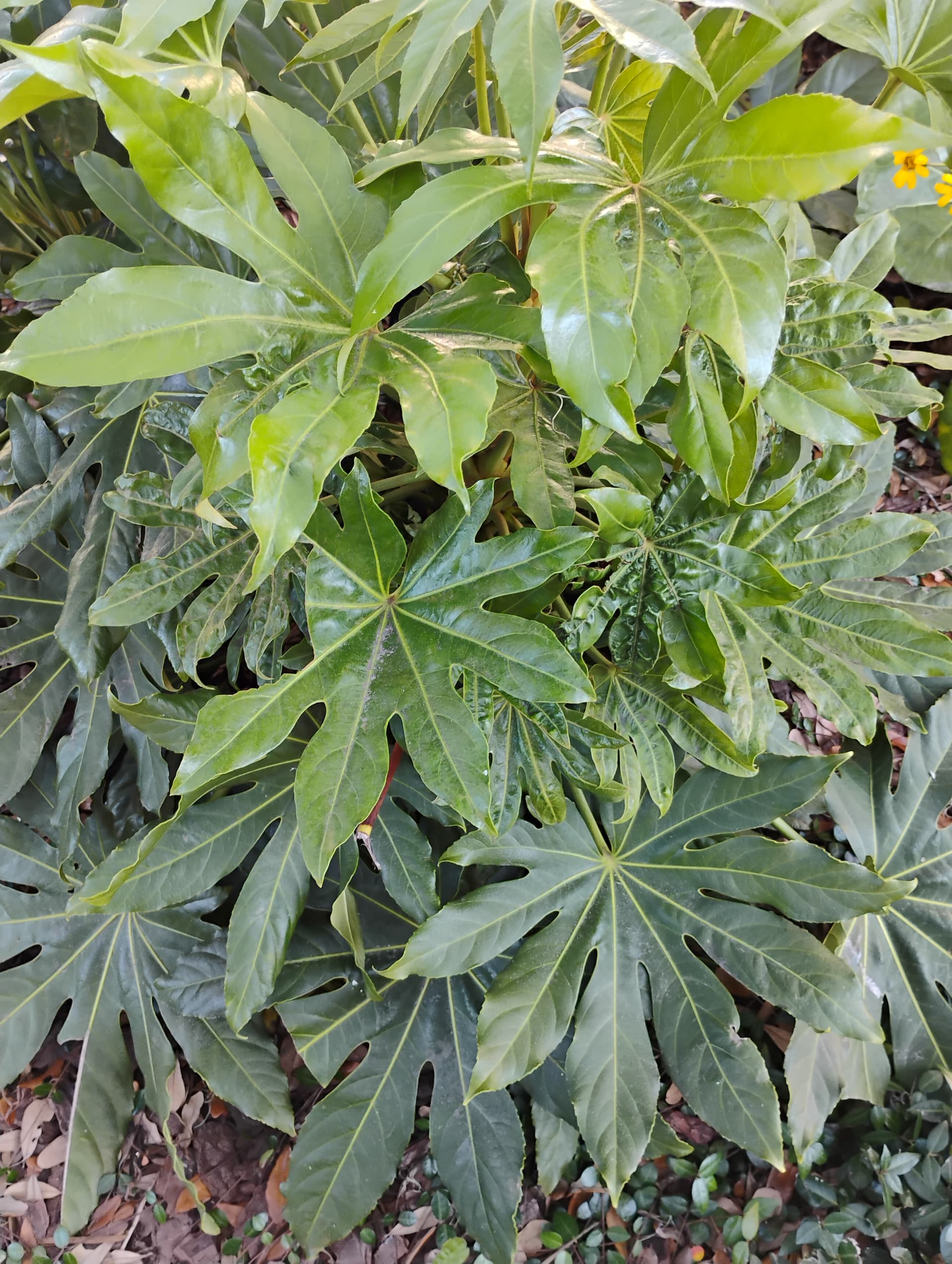 Fatsia
