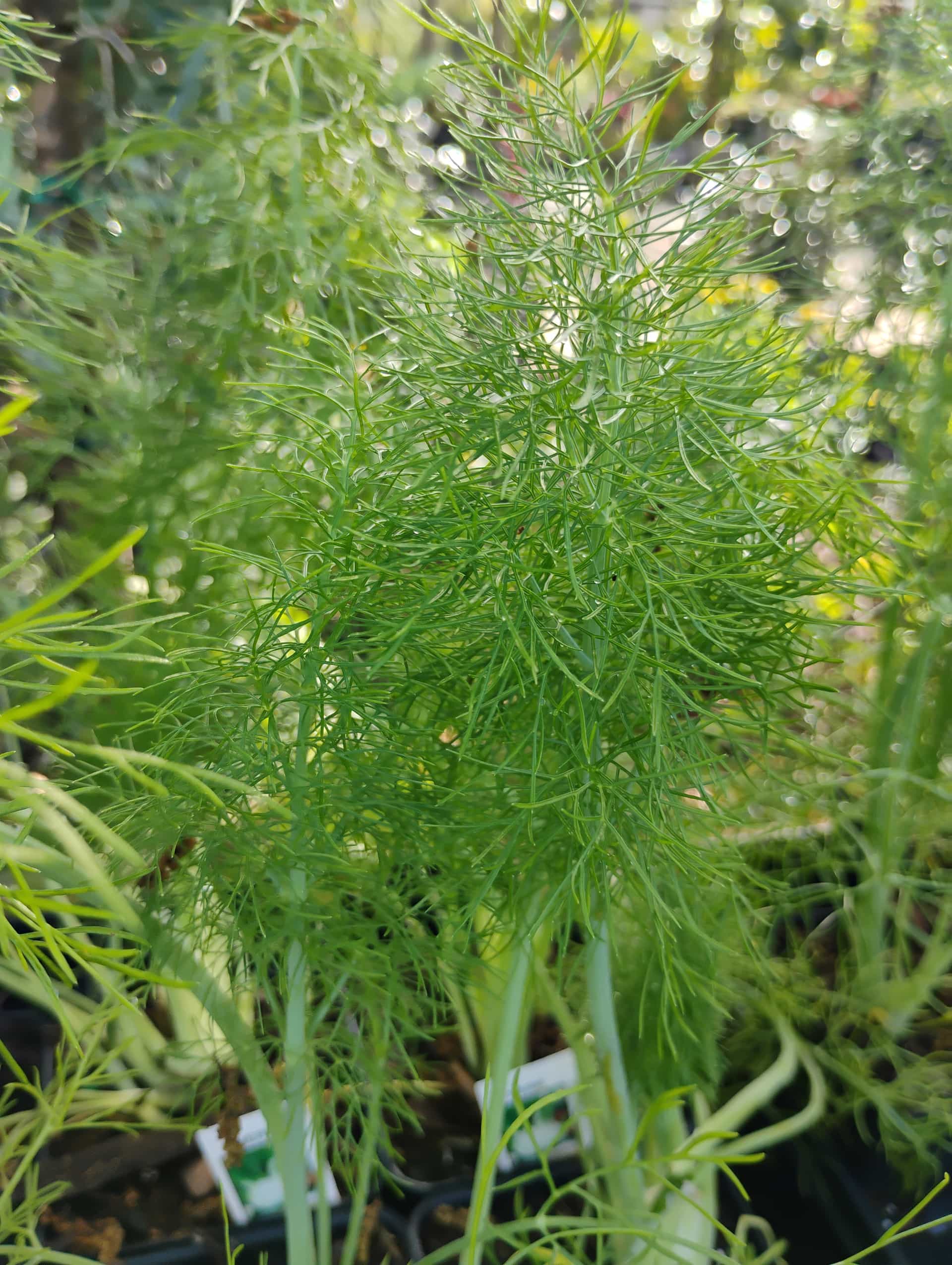 Fennel (Foeniculum vulgare), Herb