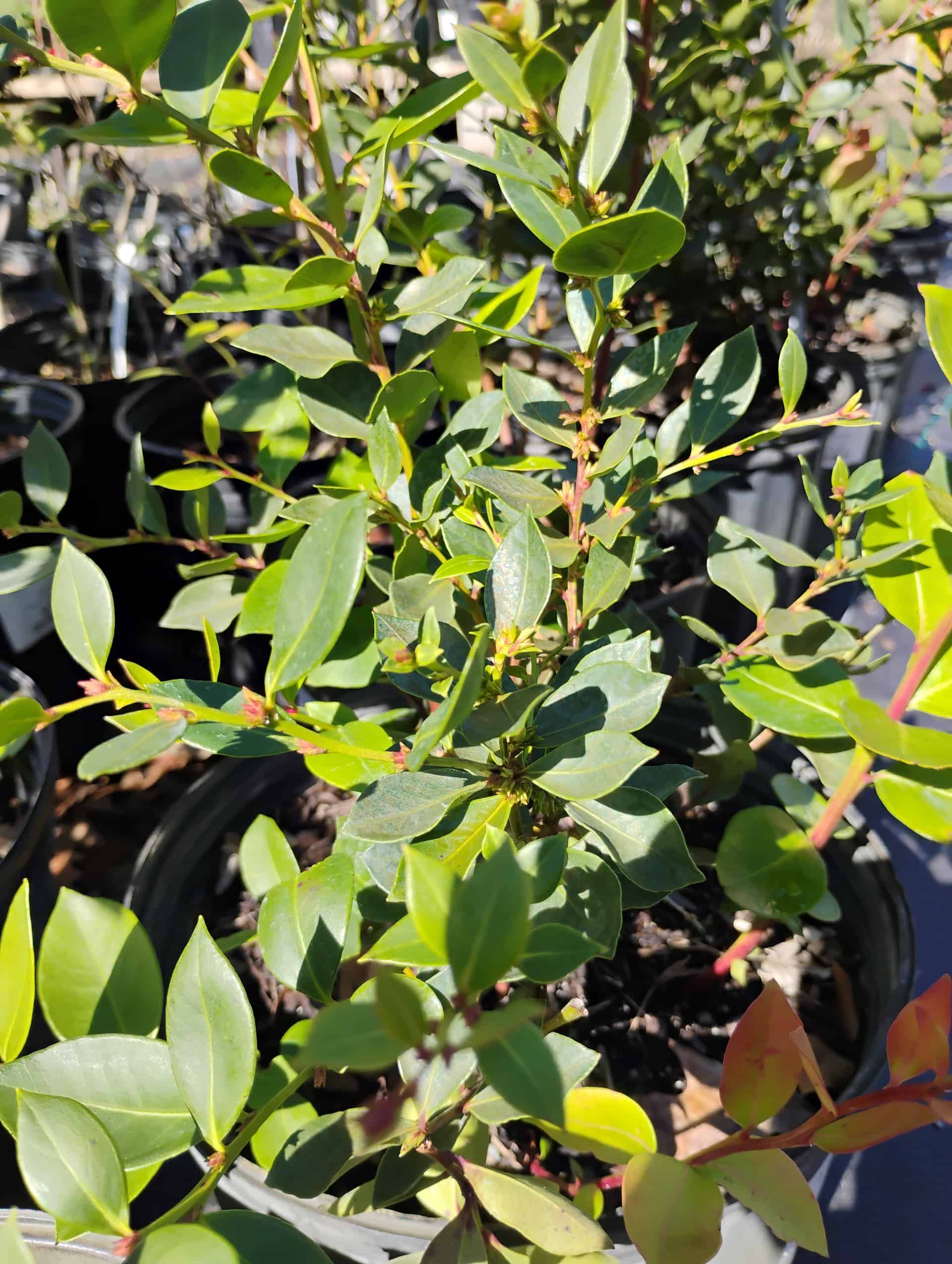 Fetterbush (Lyonia lucida), Shrub