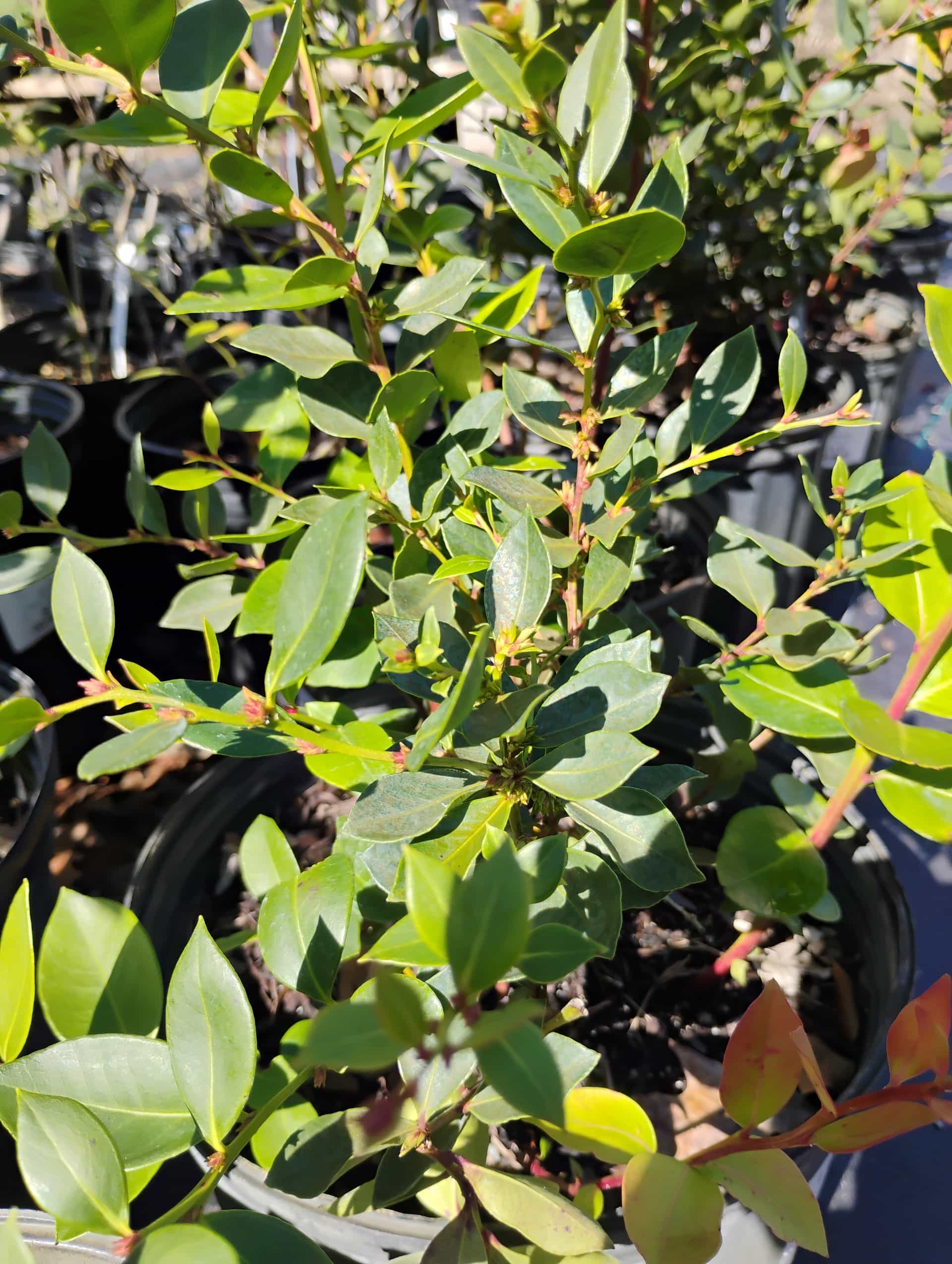 Fetterbush (Lyonia lucida), Shrub