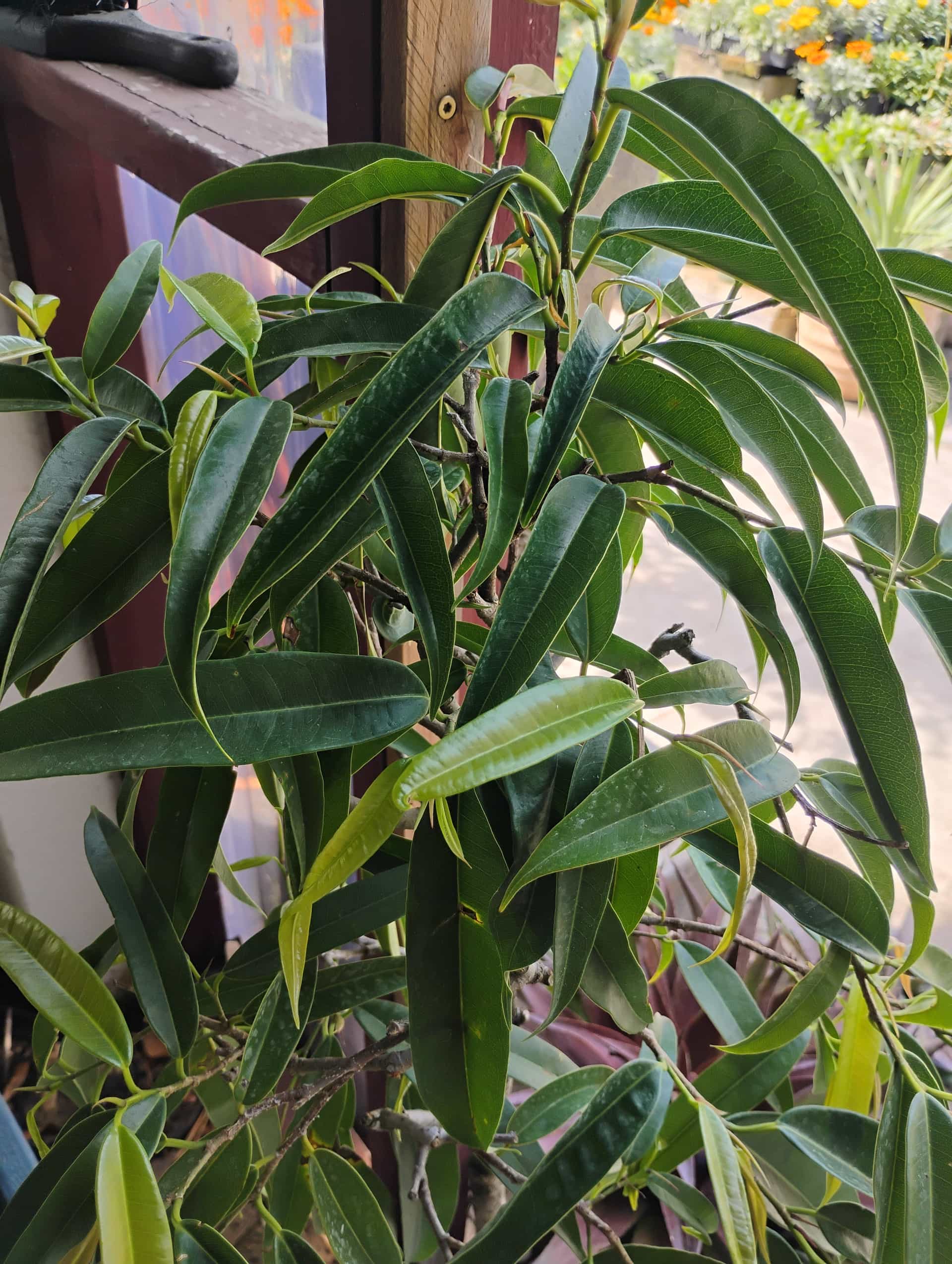 Ficus Alii (Ficus maclellandii), Houseplant
