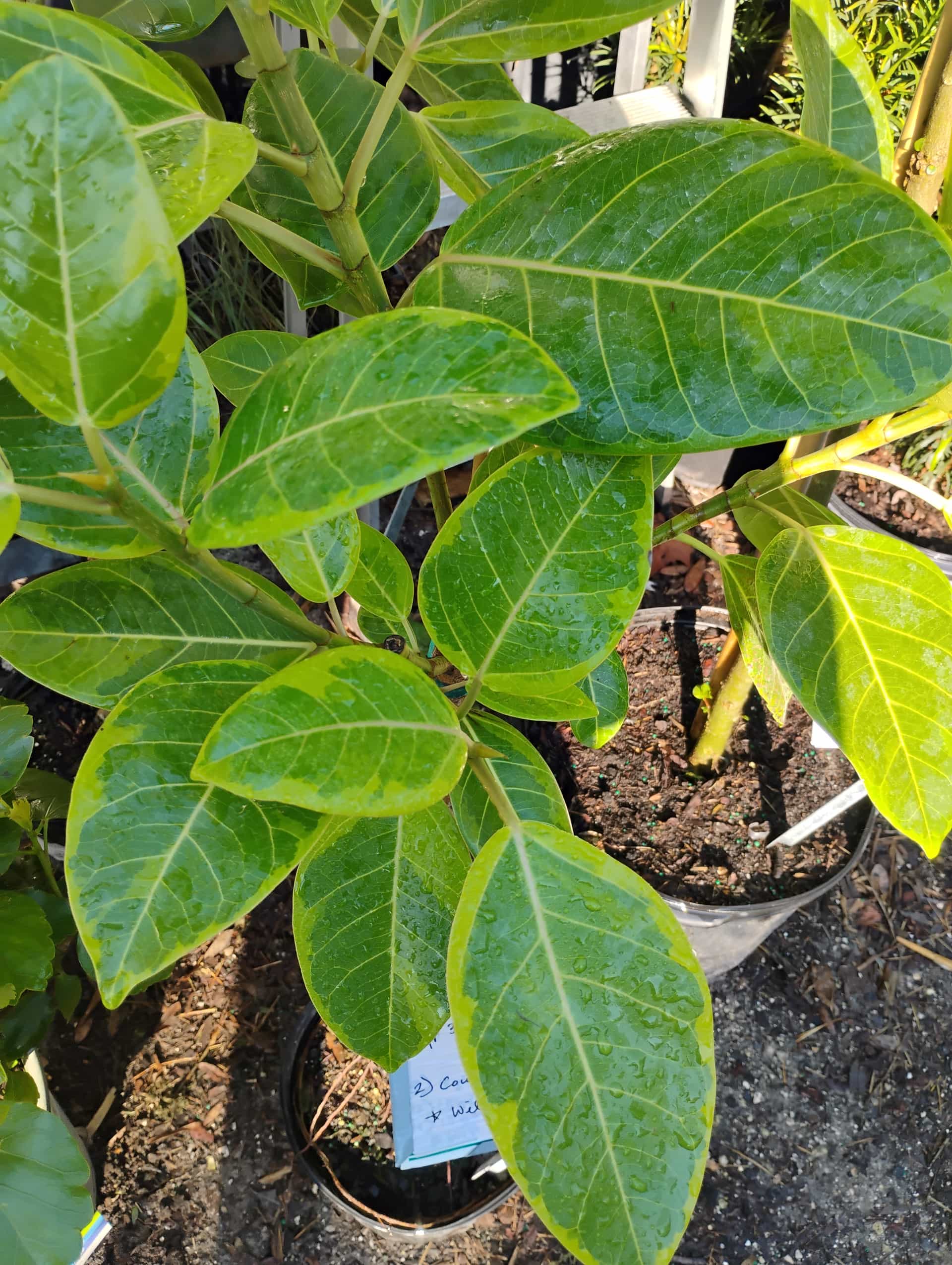 Council Tree (Ficus altissima), Houseplant