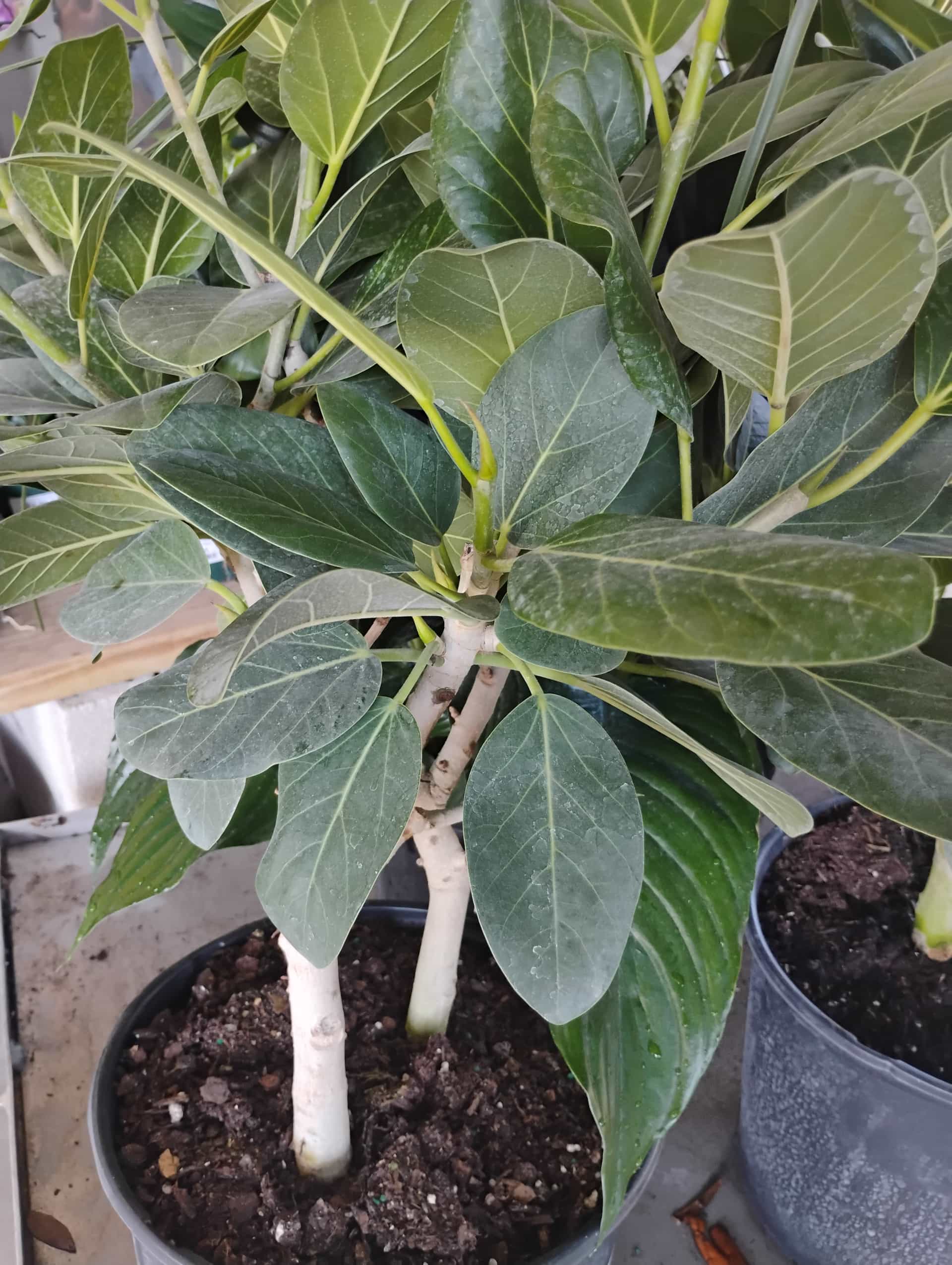 Ficus Audrey (Ficus benghalensis), Houseplant