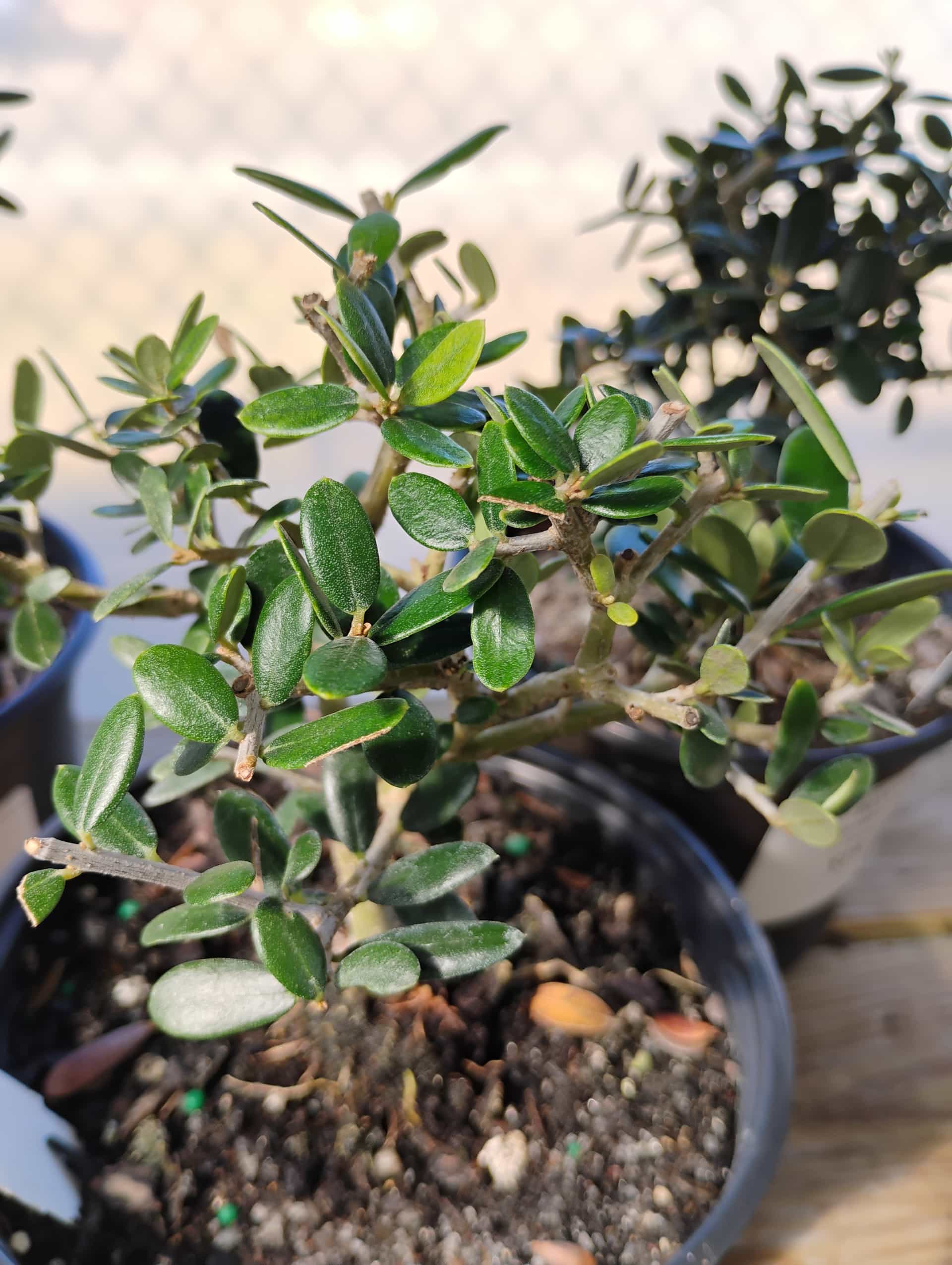 Indian Laurel Fig (Ficus microcarpa), Houseplant